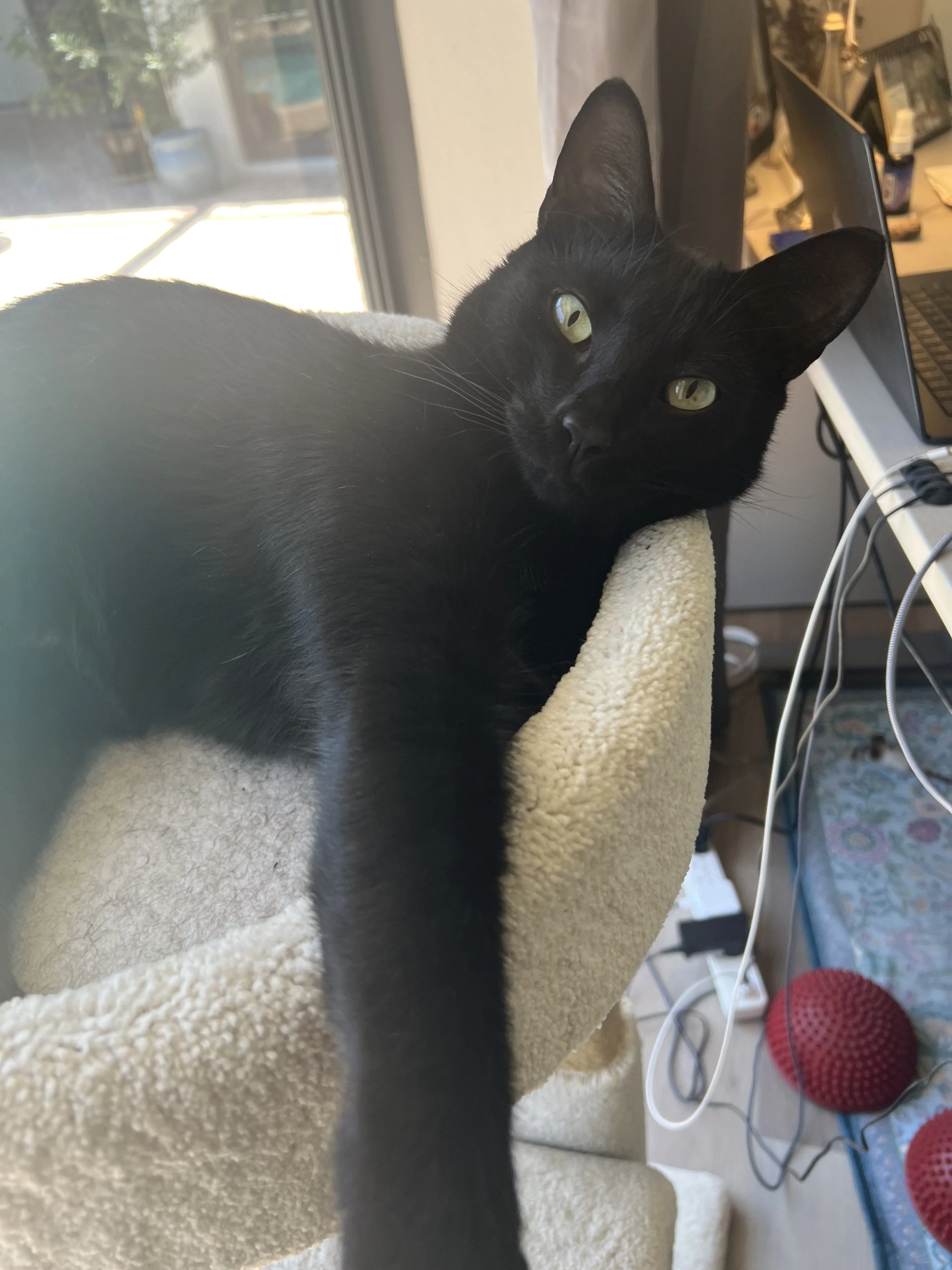 Lost pet-1
