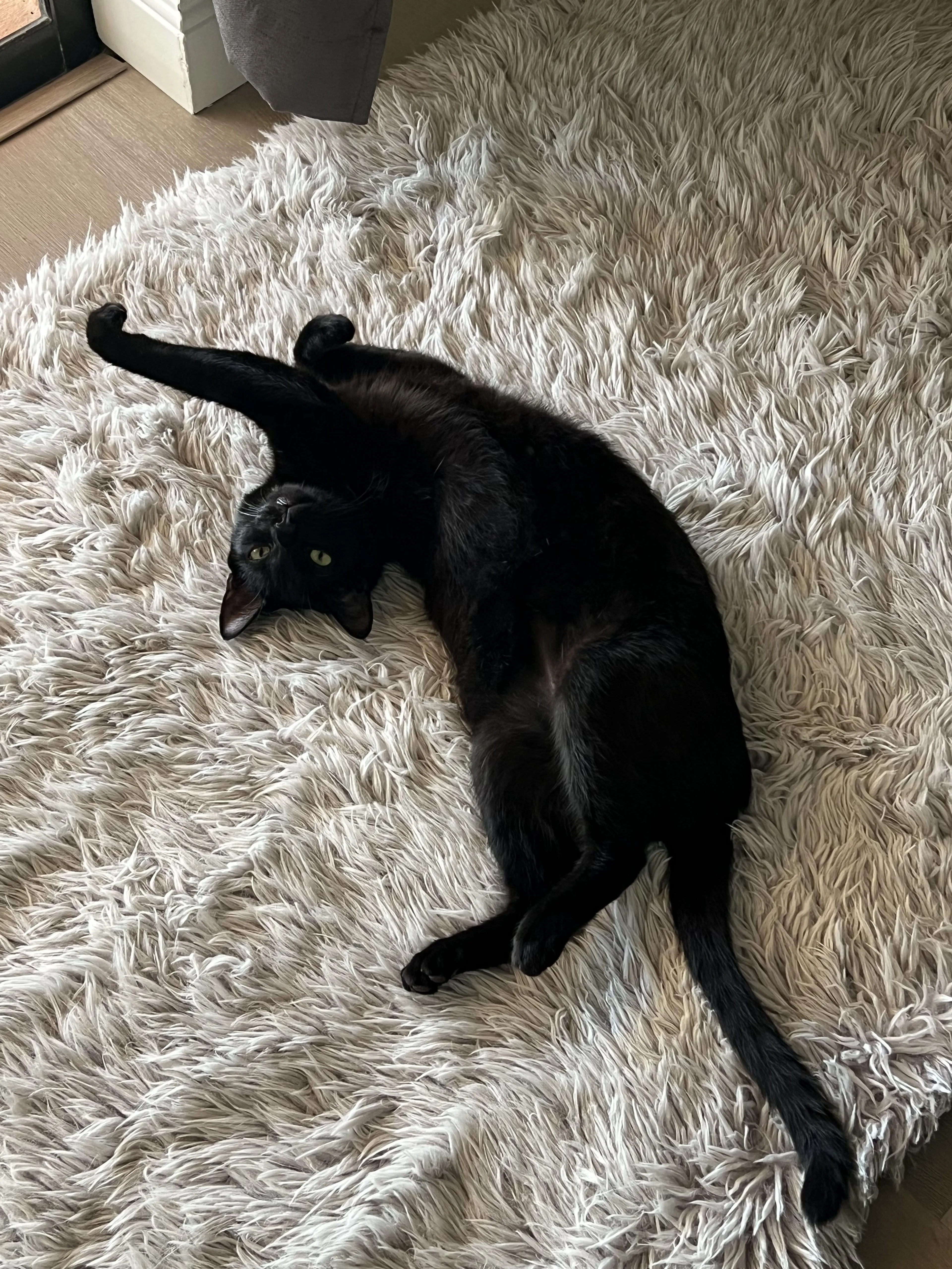 Lost pet-2