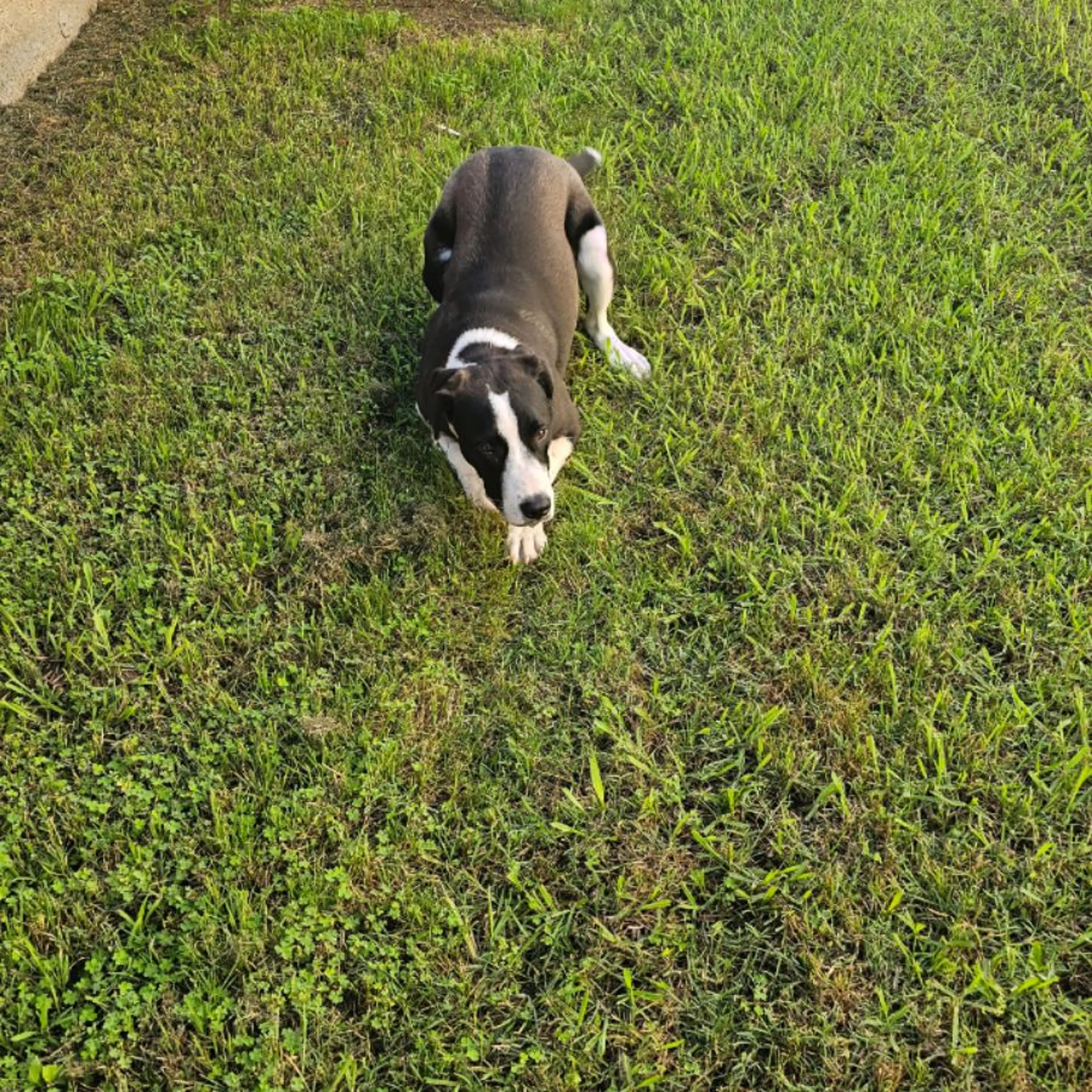 Found pet