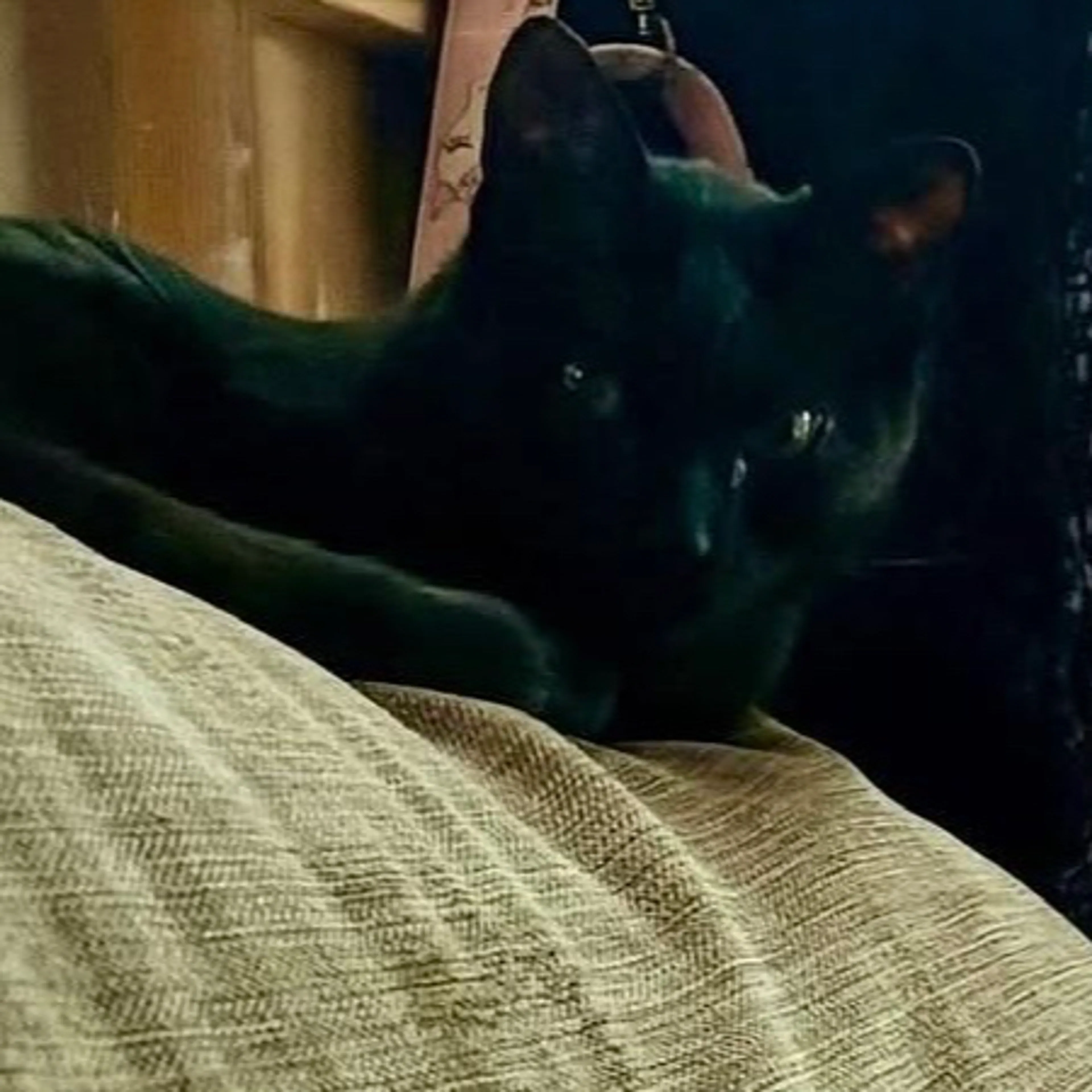 Lost pet-1