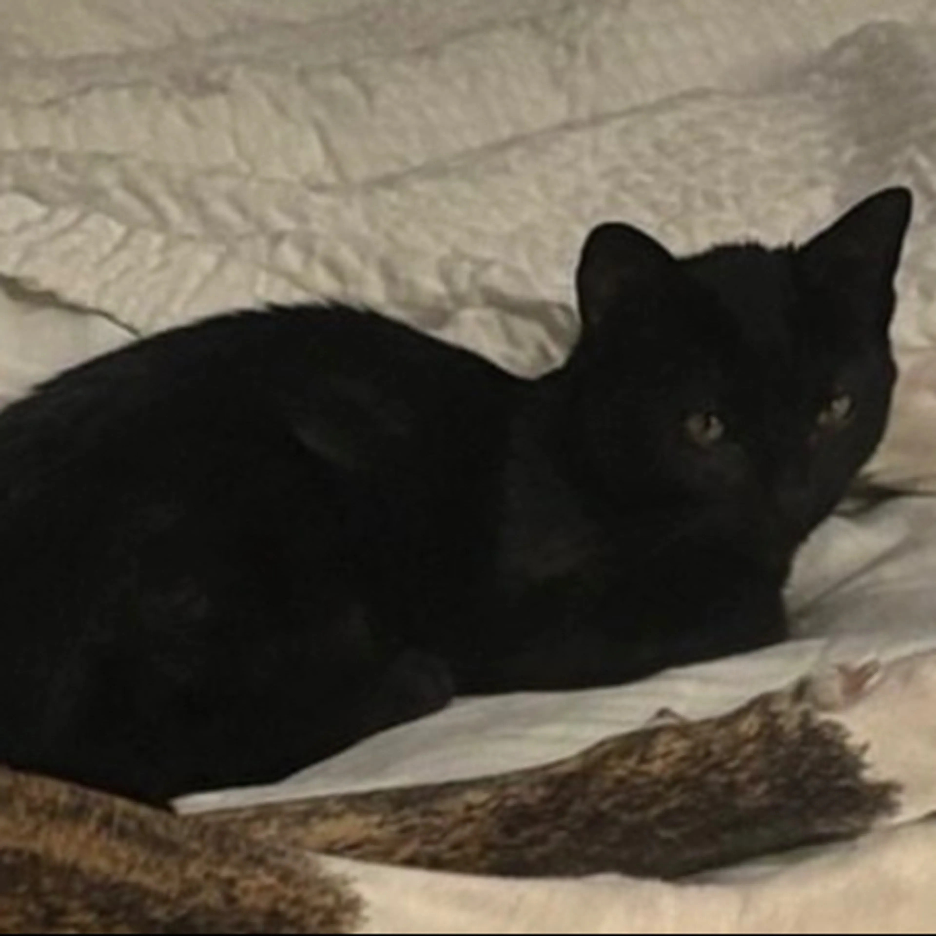 Lost pet-0