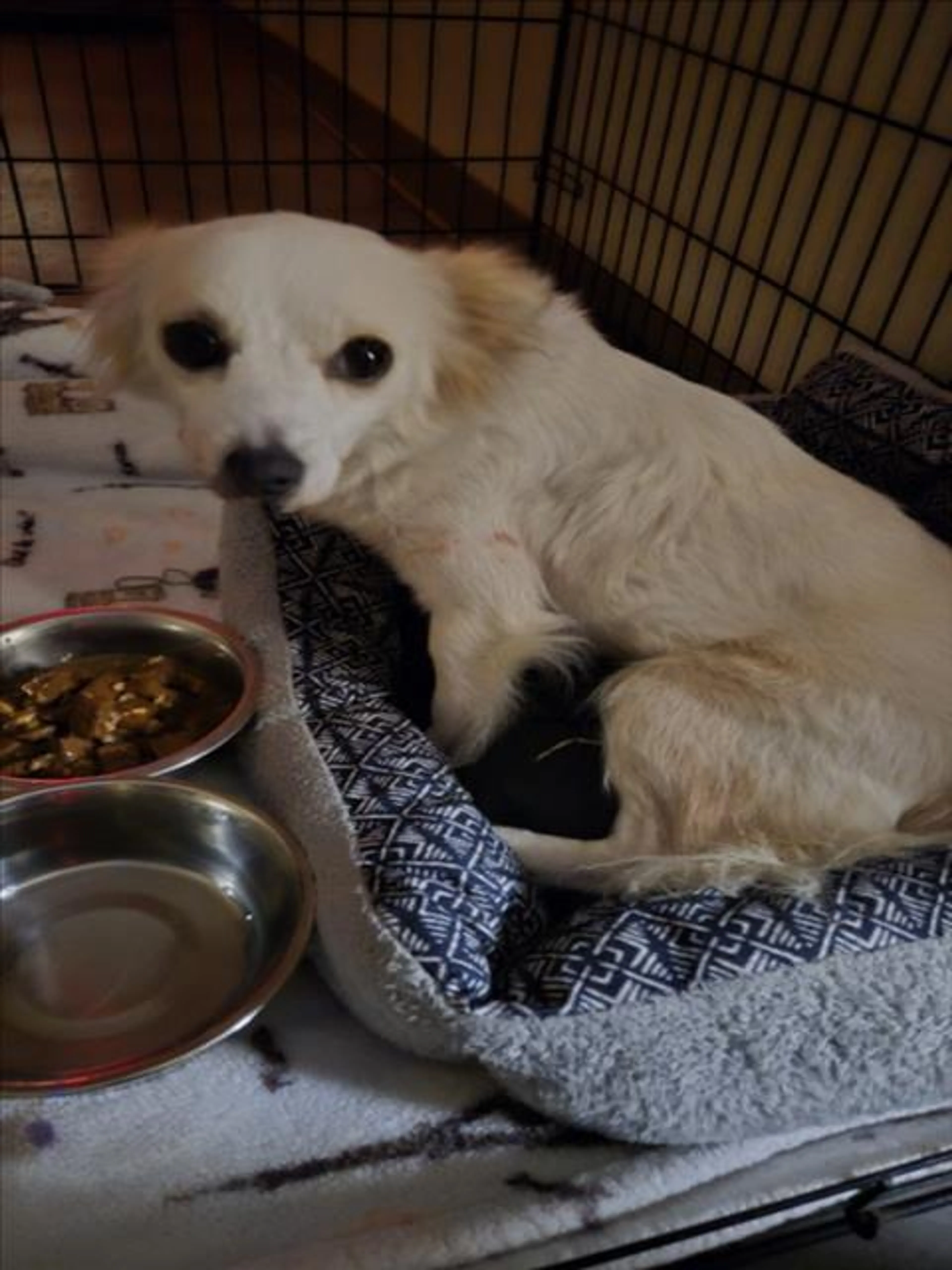 Found pet