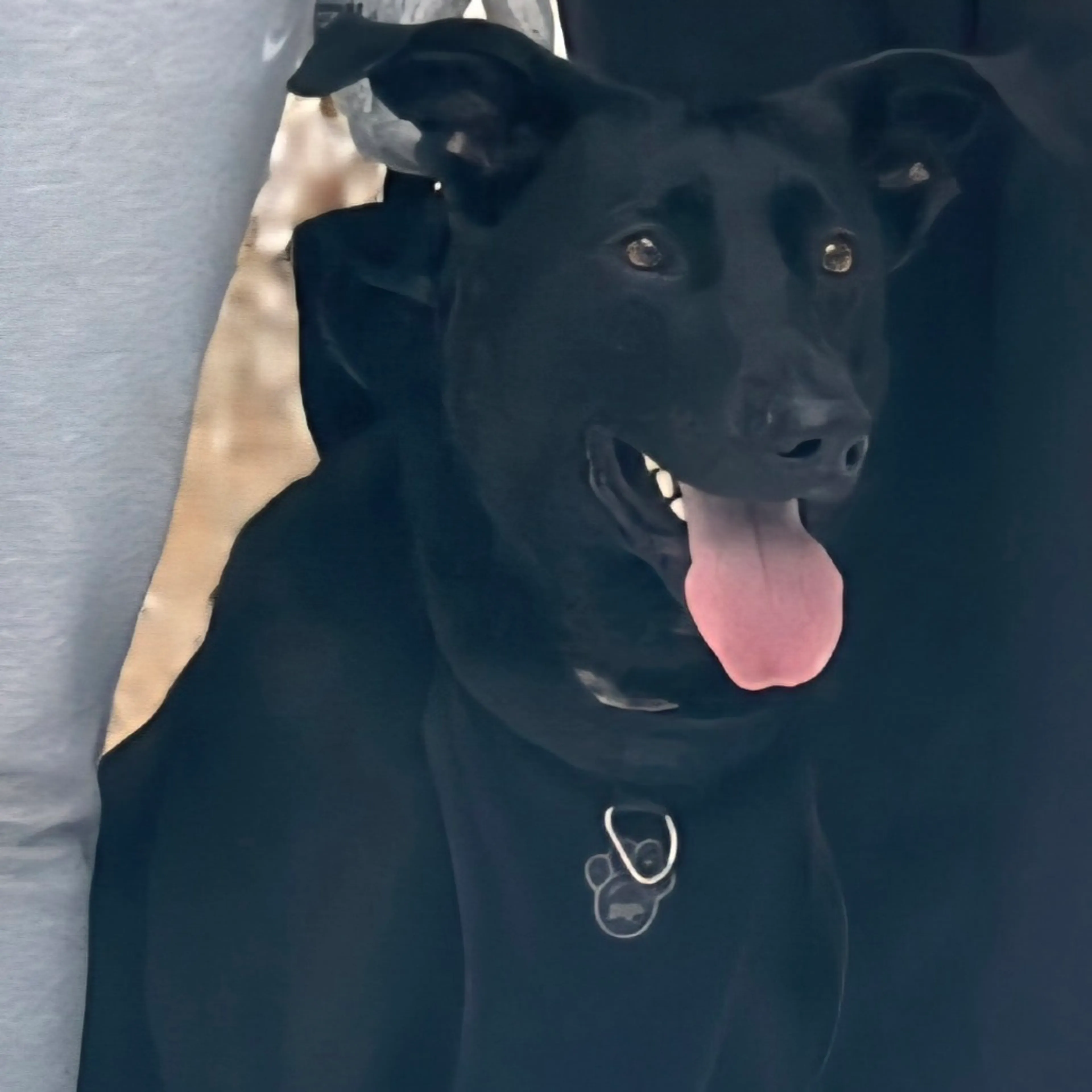 Found pet-1