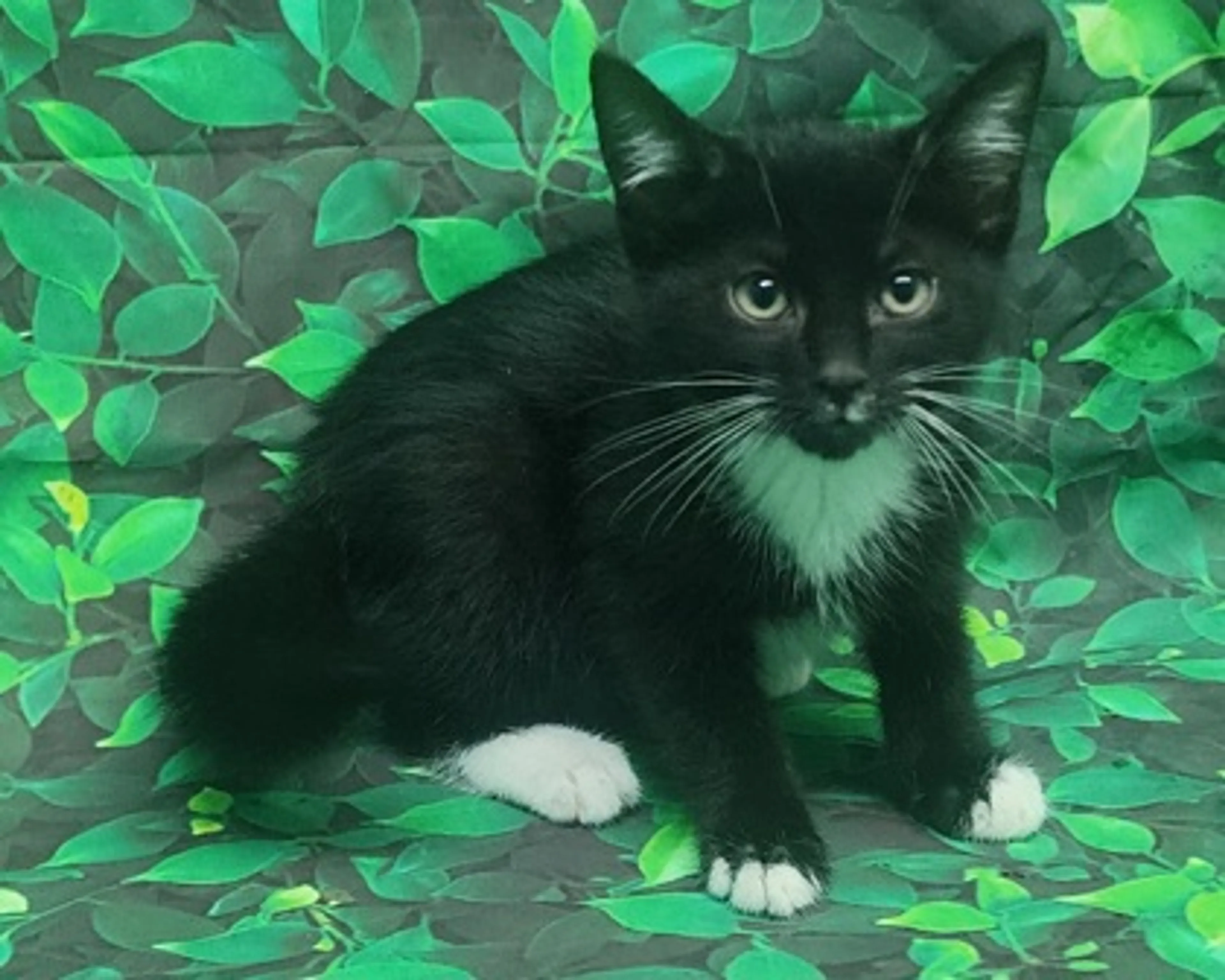 Found pet-1