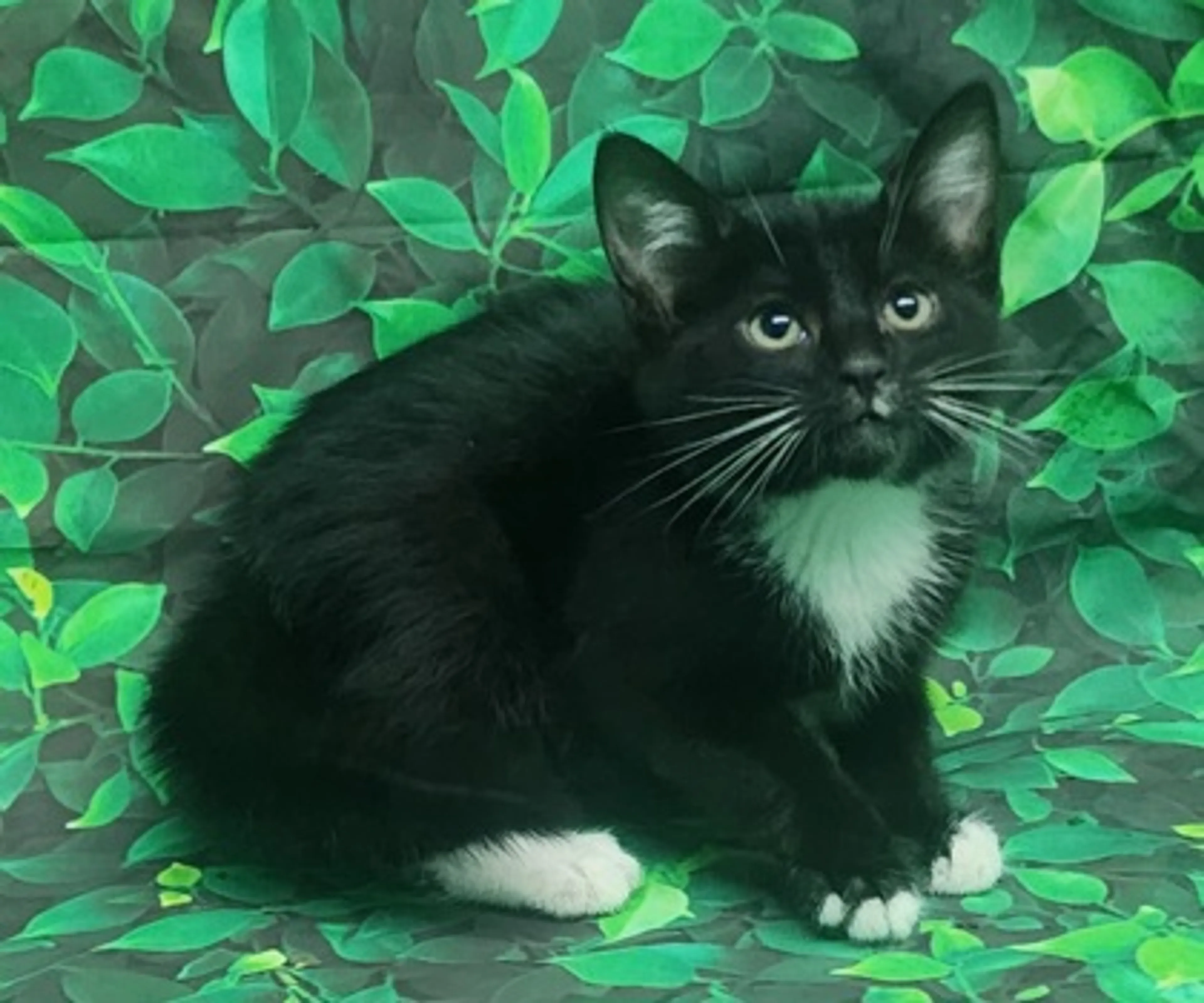 Found pet-2