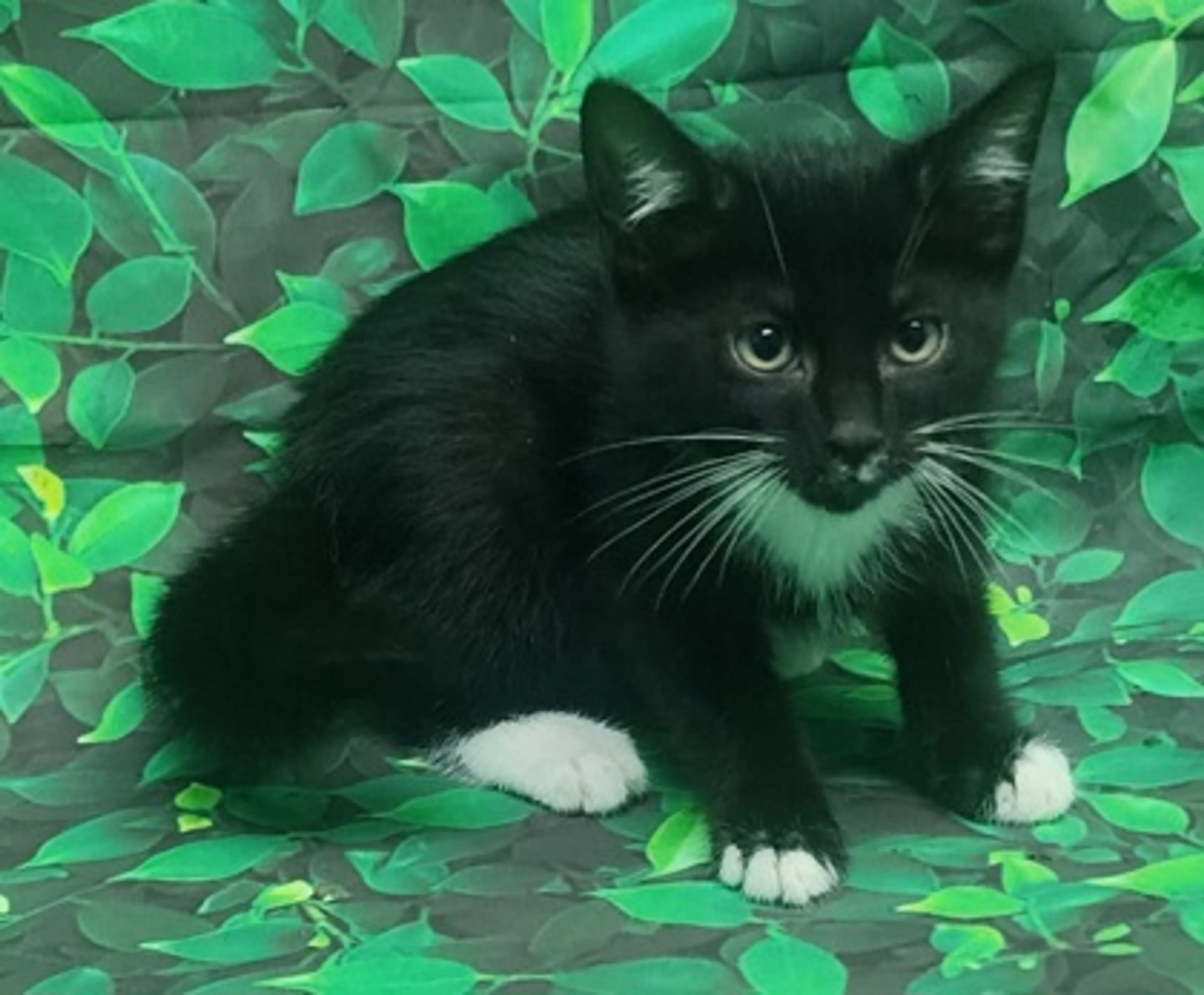 Found pet-0
