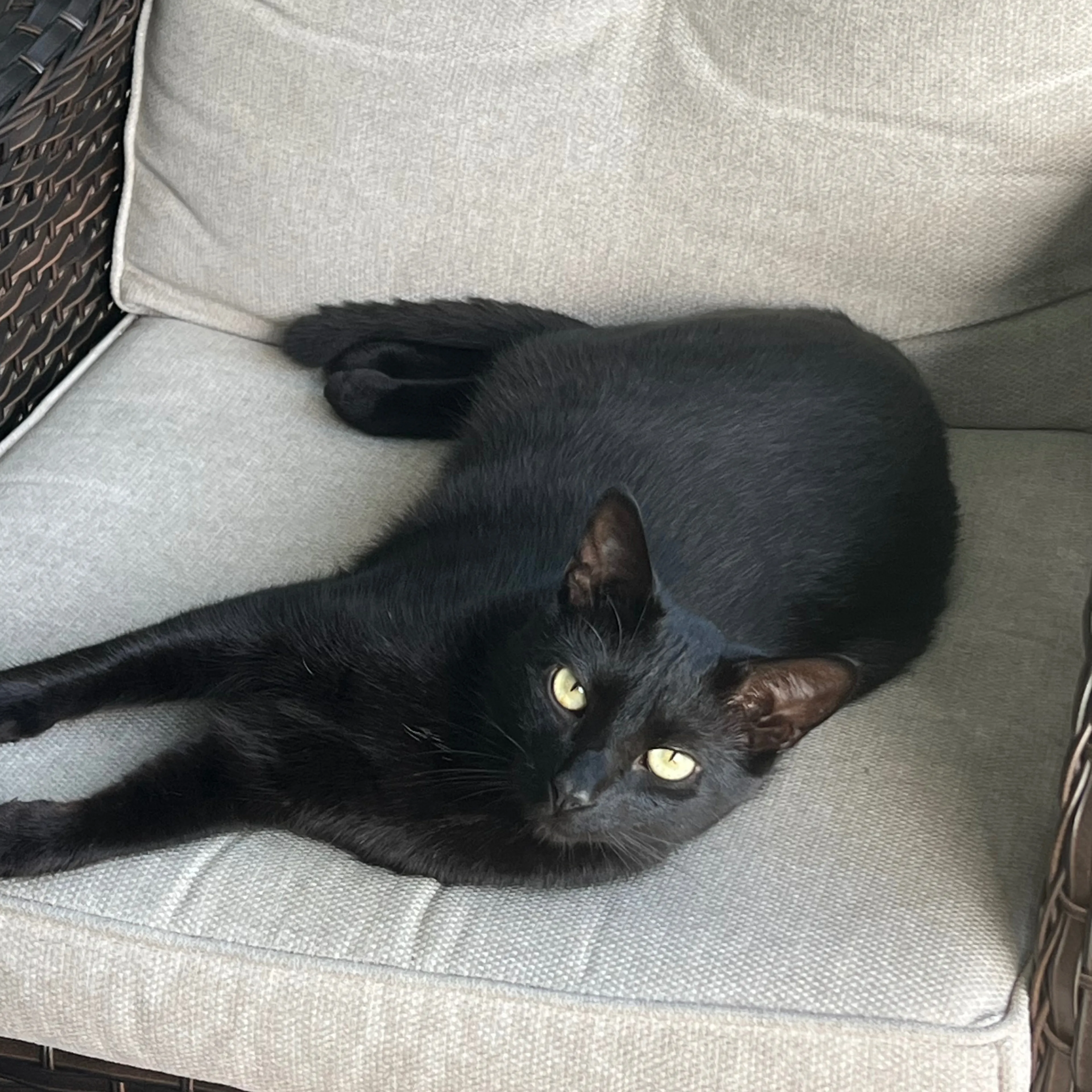 Lost pet-2