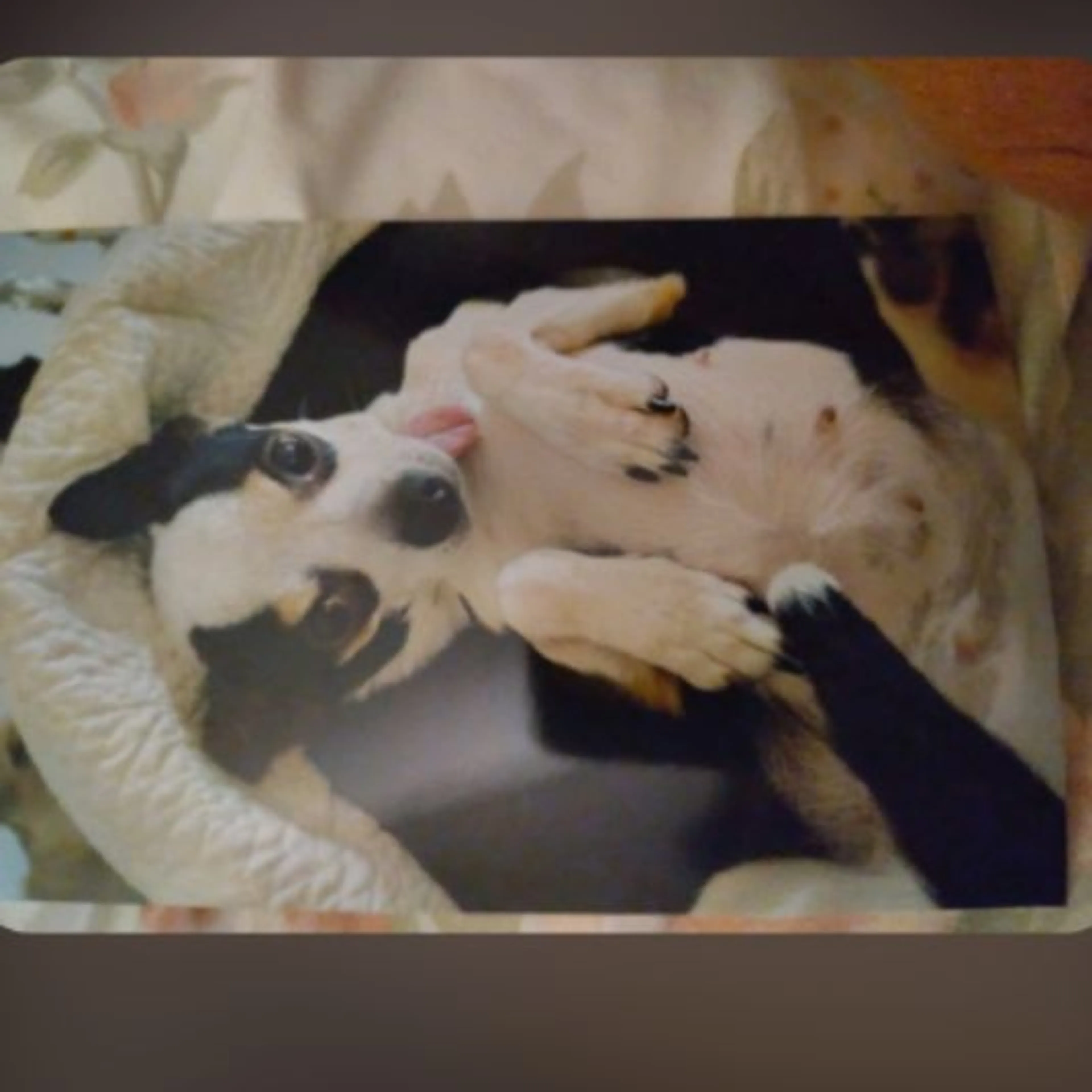 Lost pet
