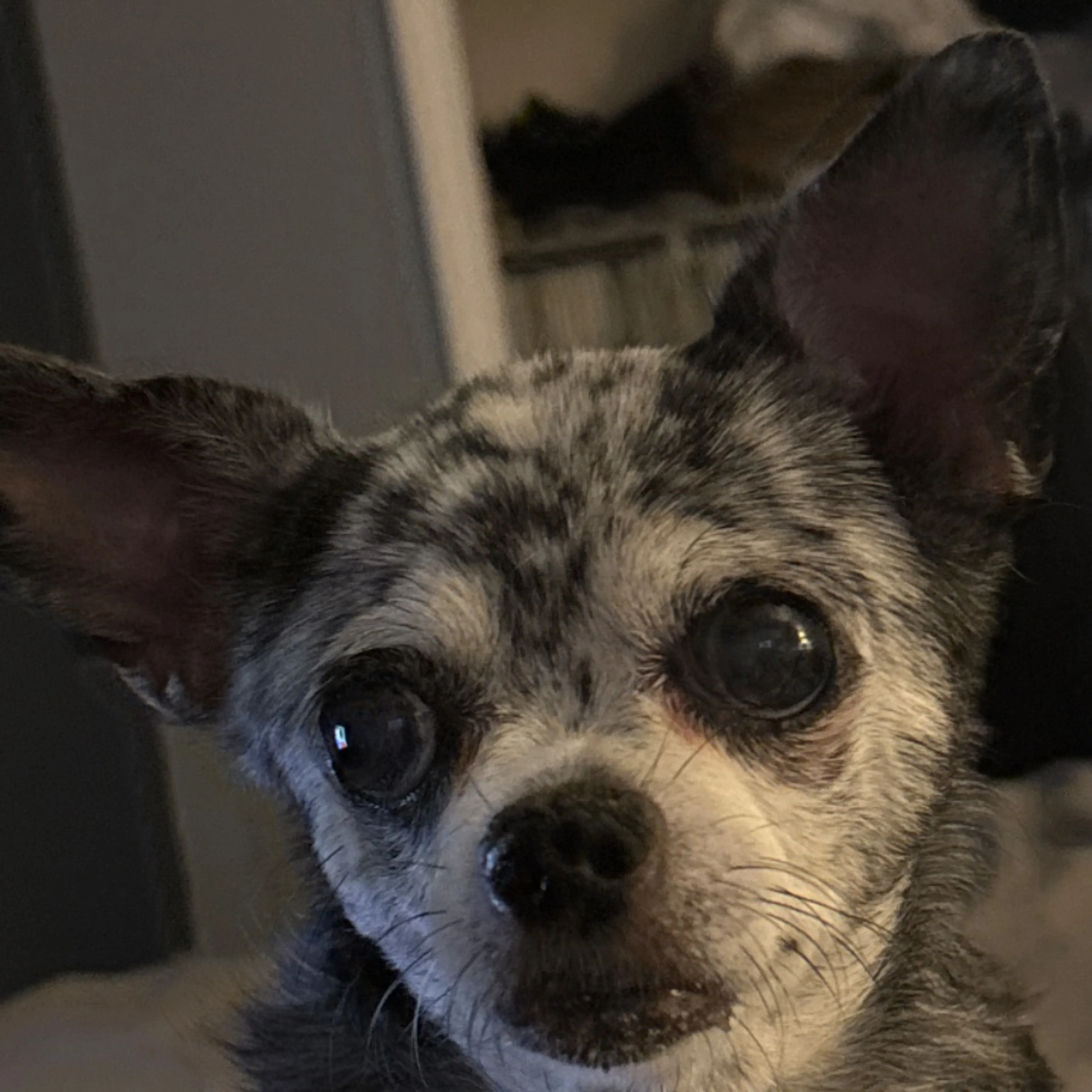 Lost pet-0