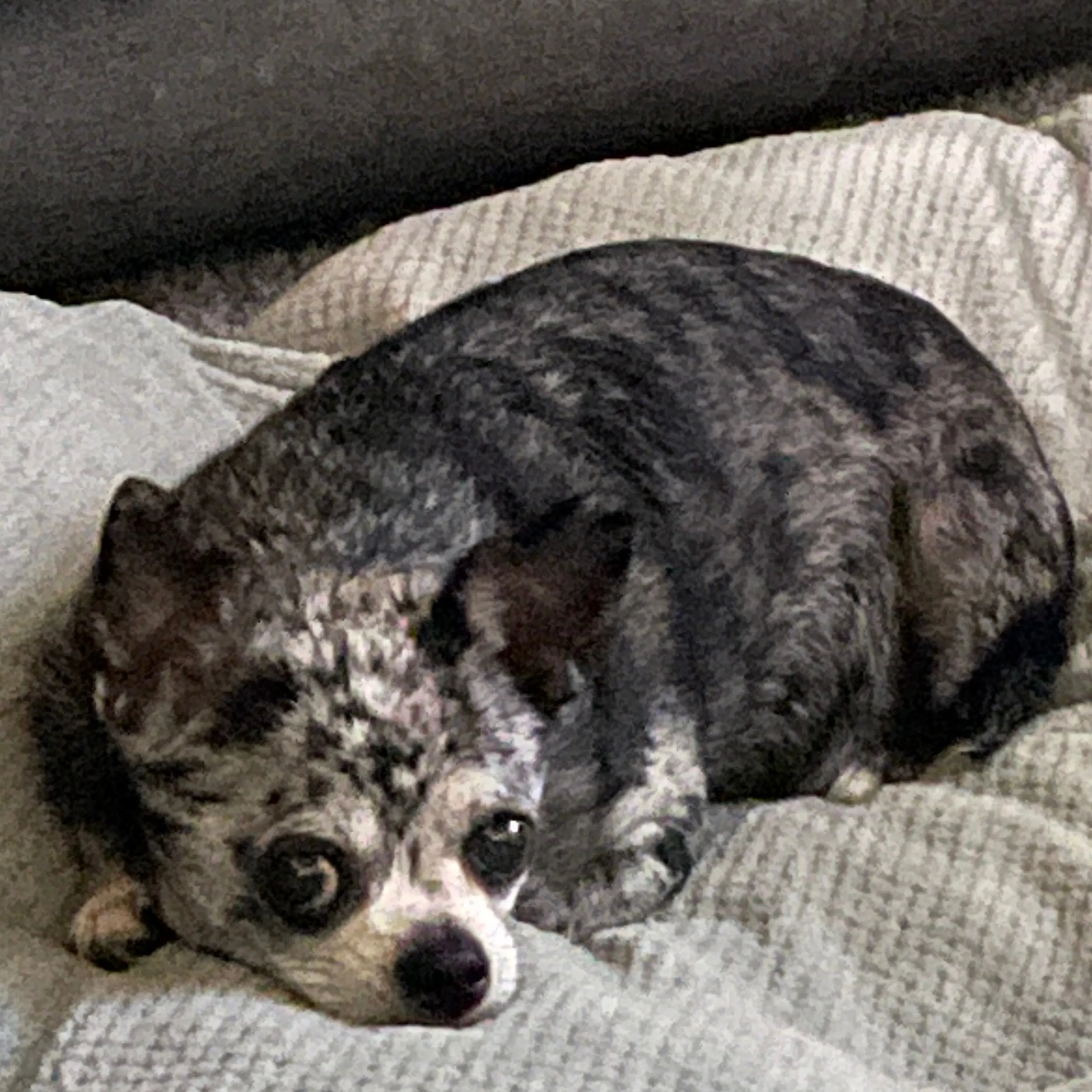 Lost pet-1