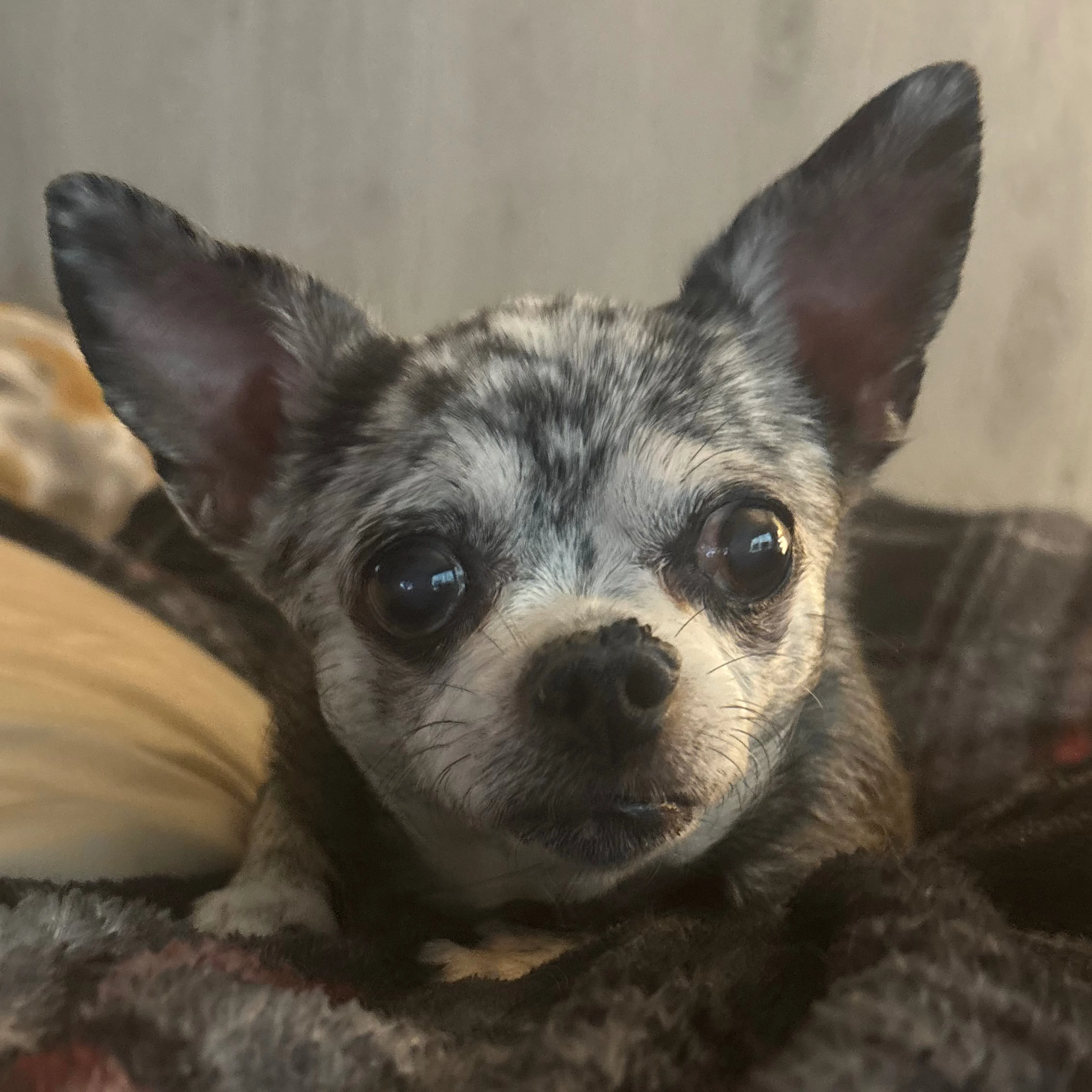 Lost pet-2