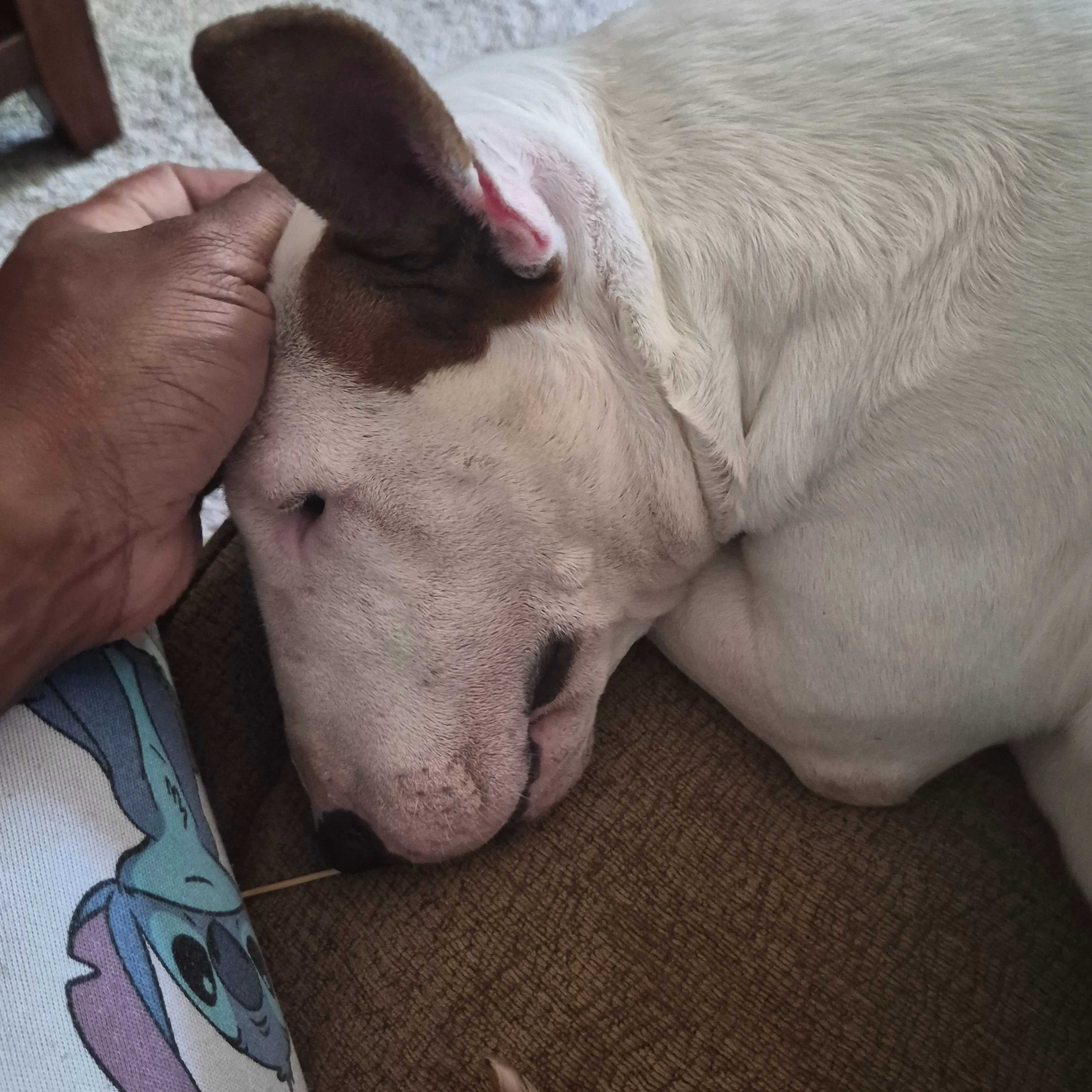Lost pet-3