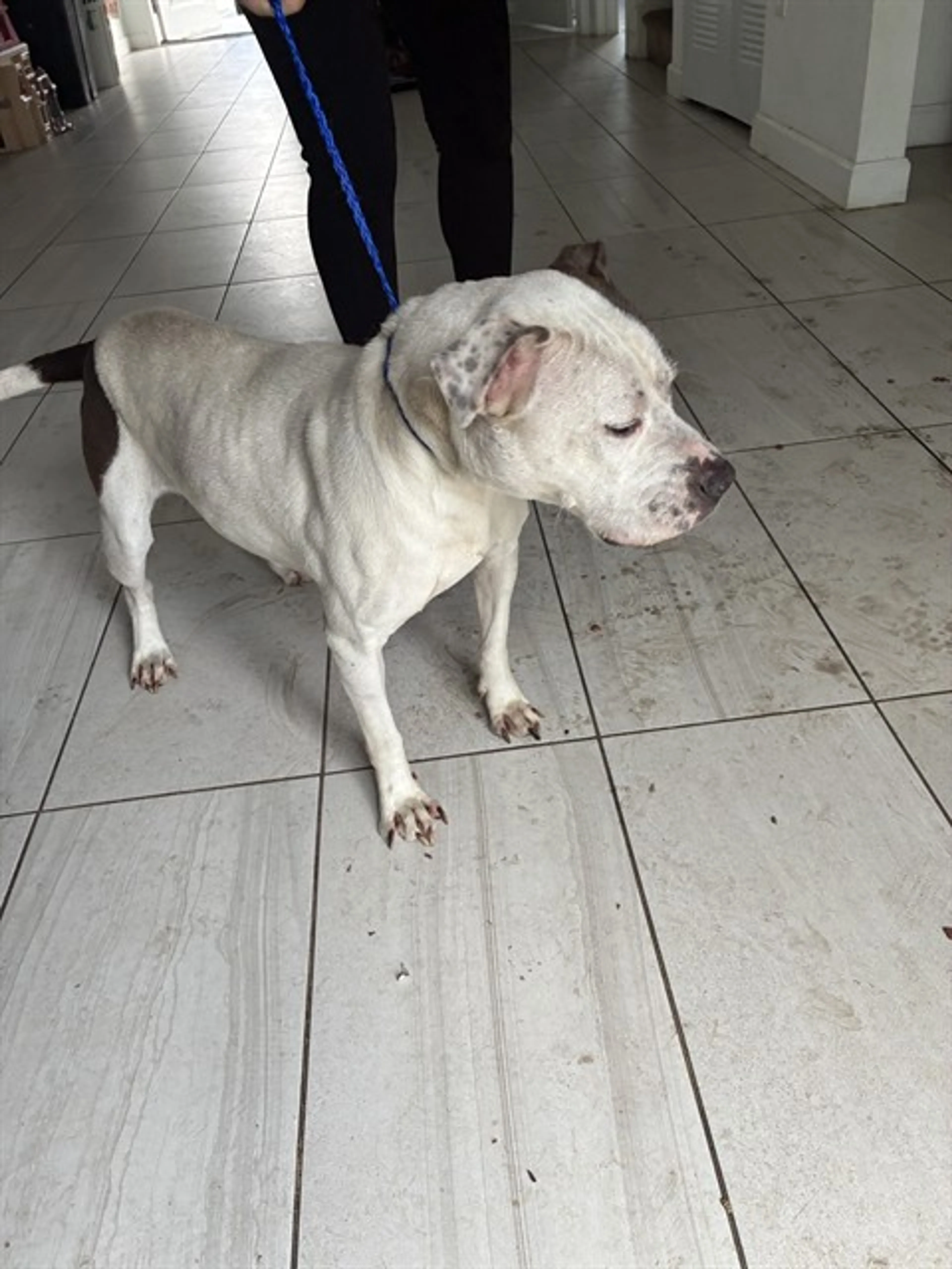 Found pet