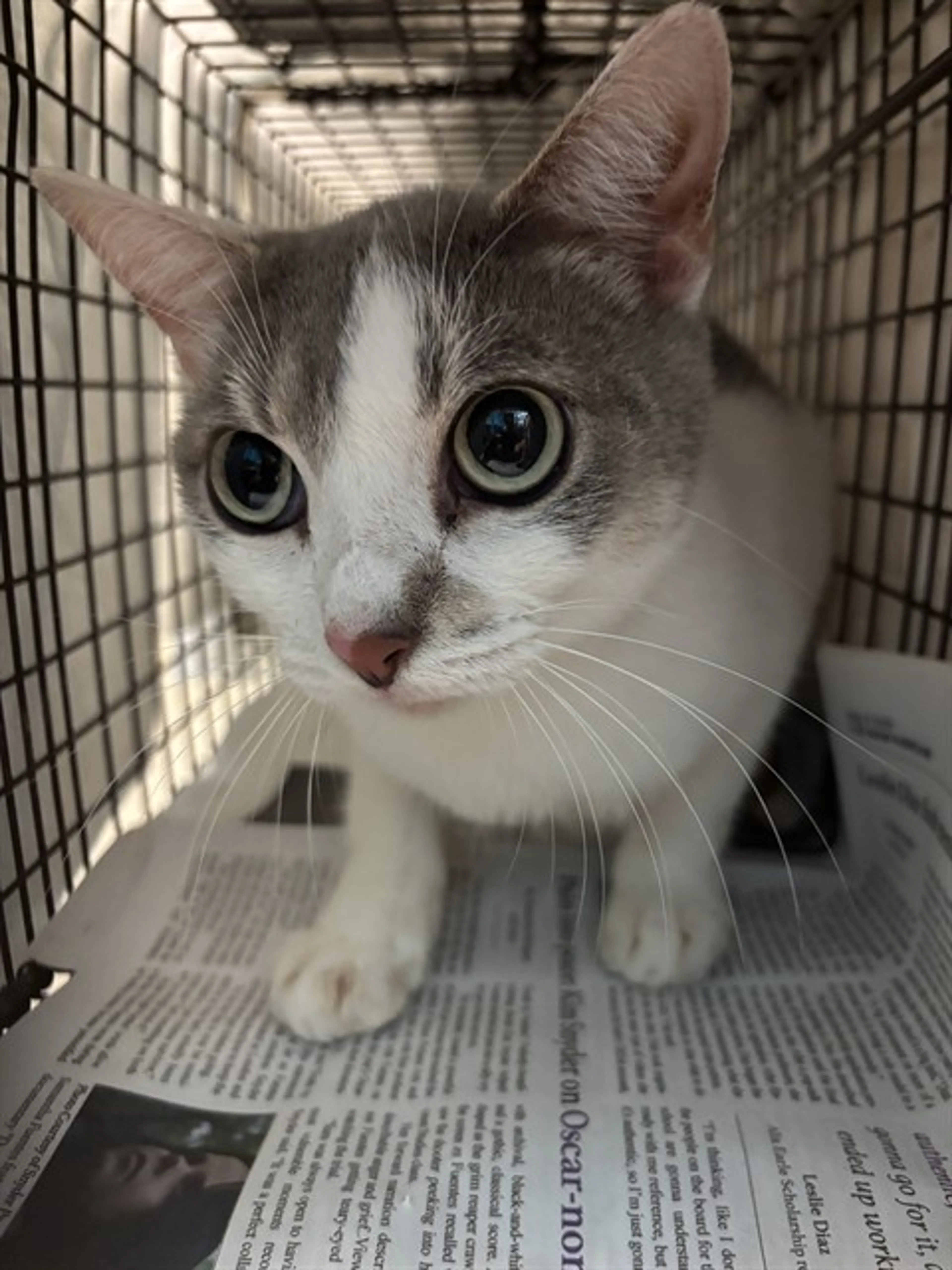 Found pet