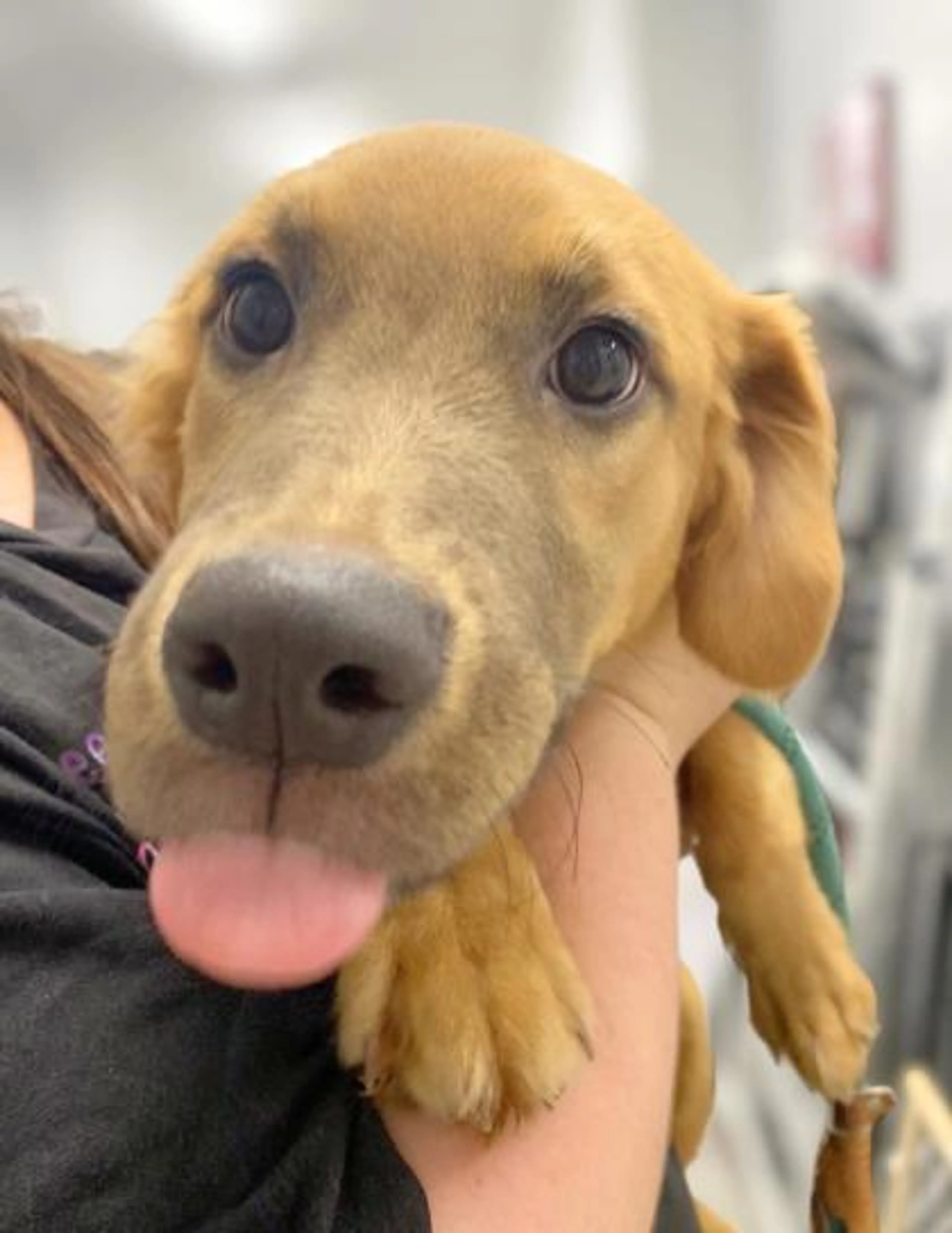 Found pet-2