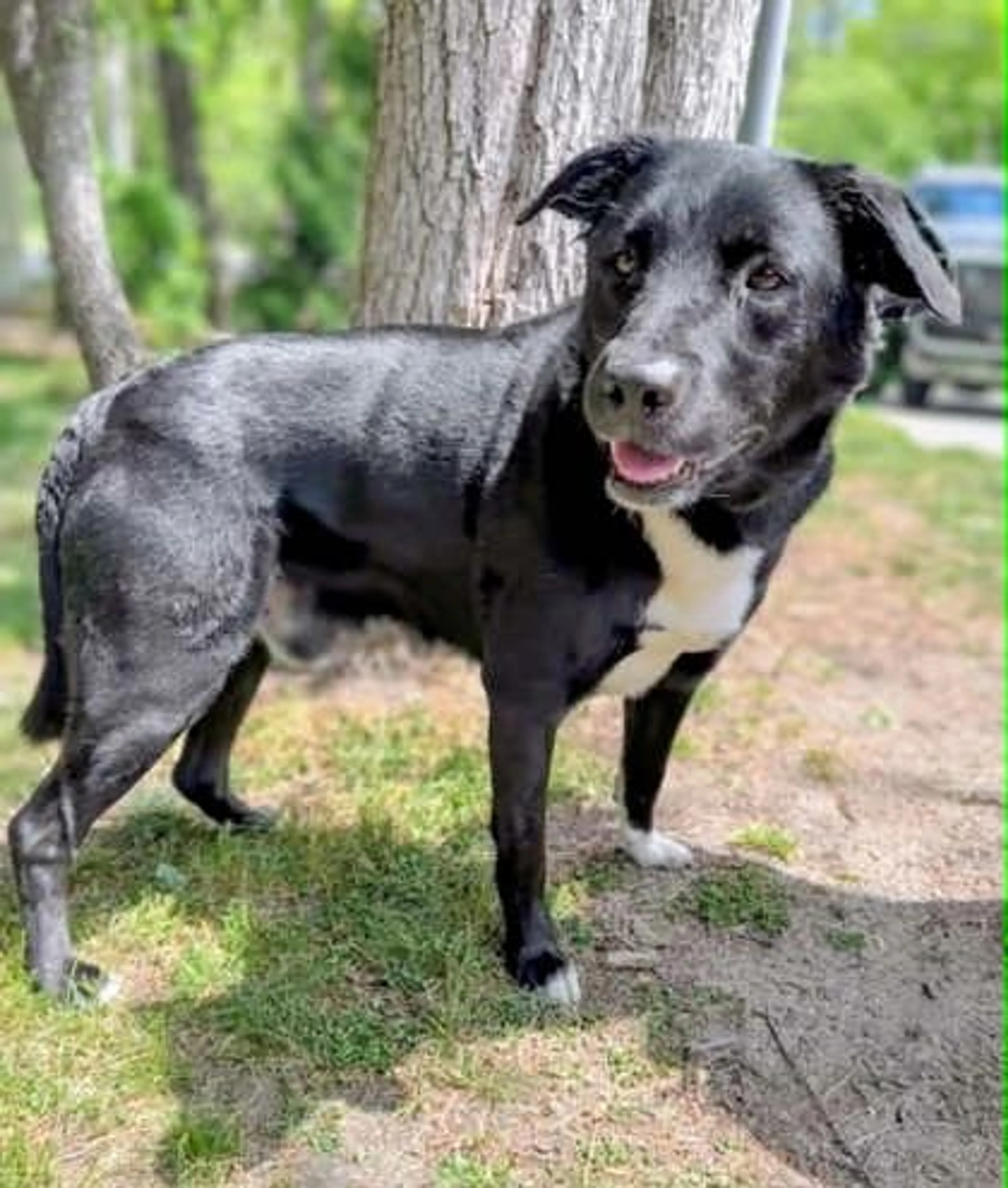 Found pet