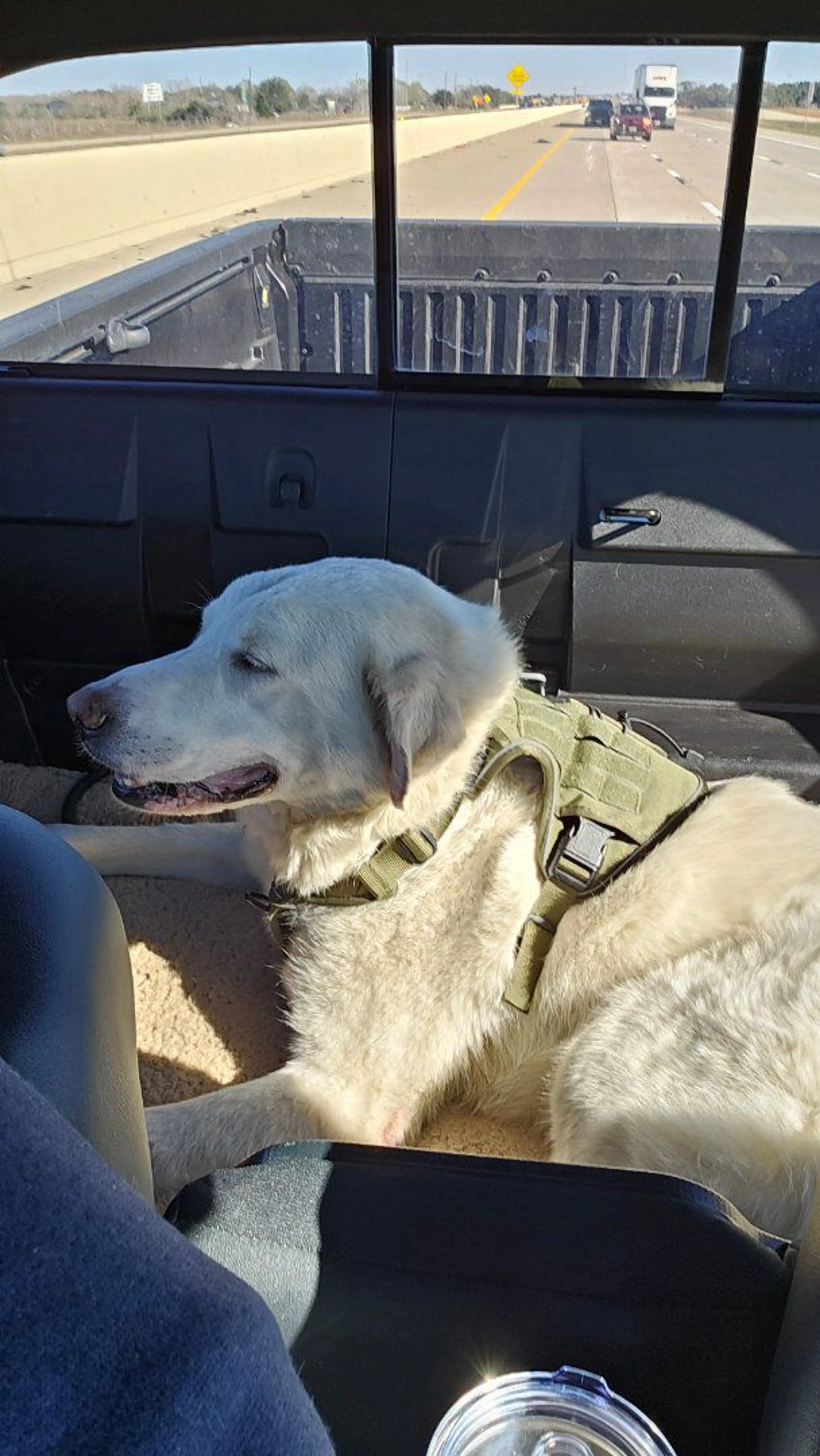Lost pet-2