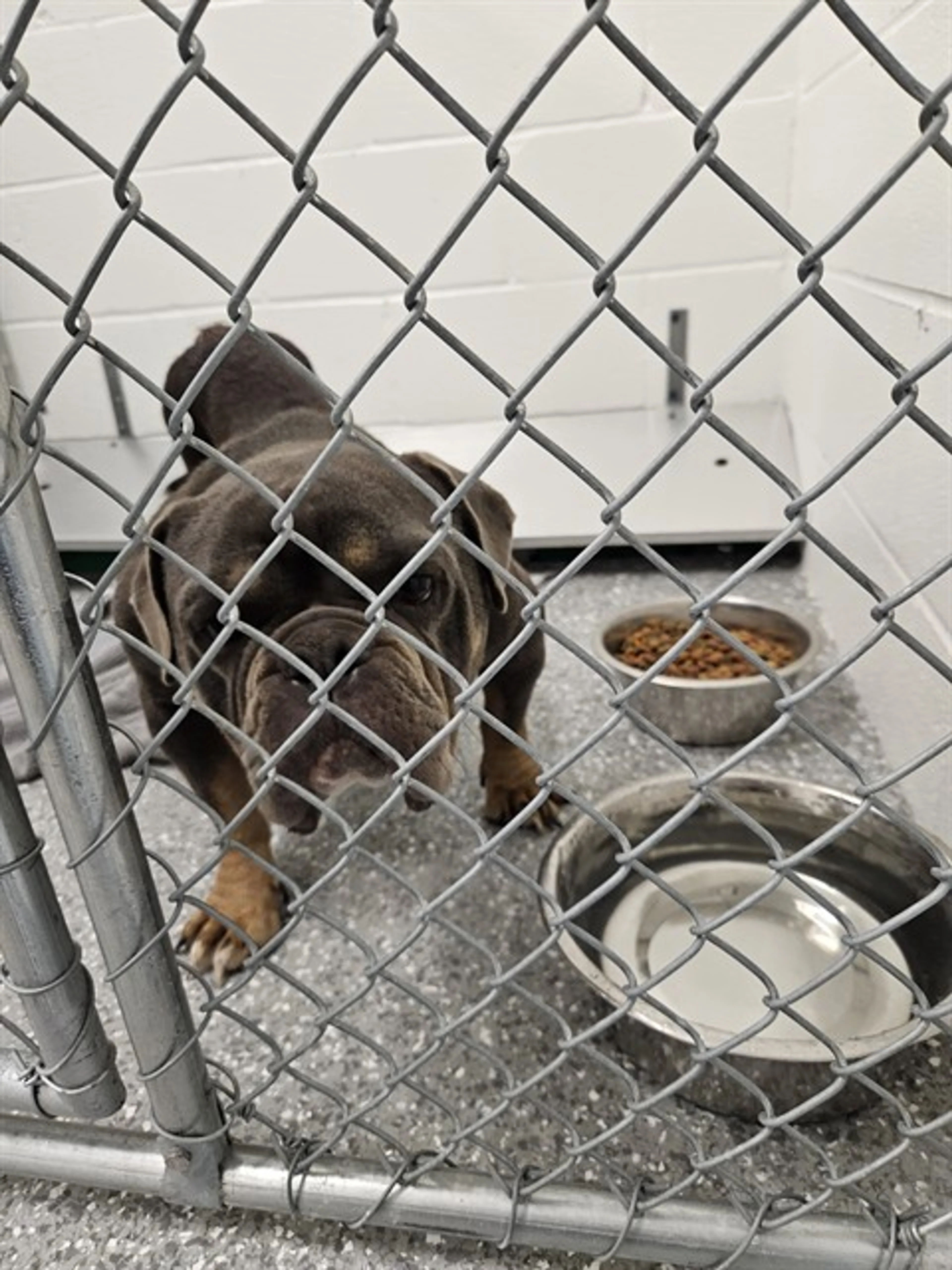Found pet