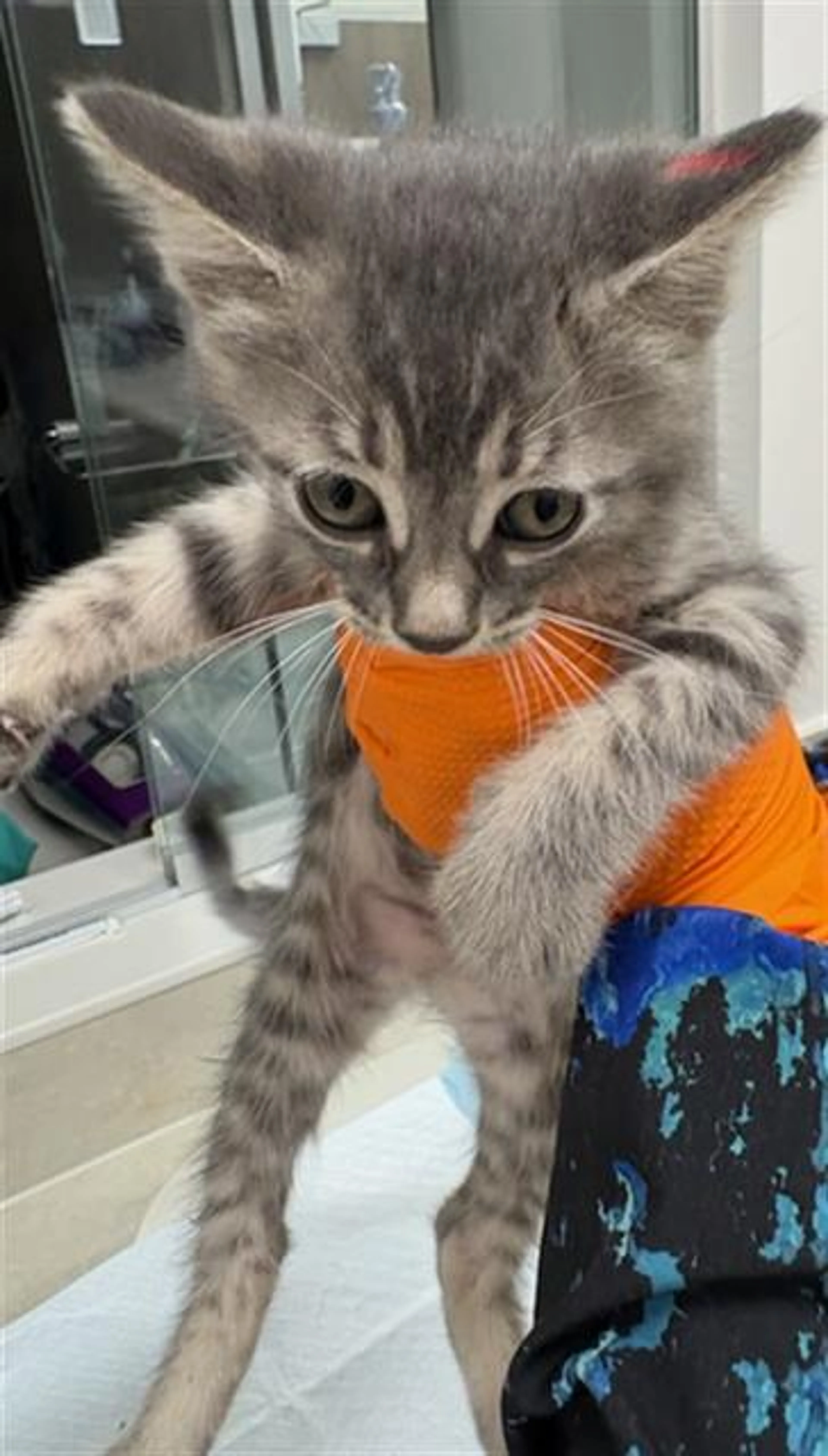 Found pet