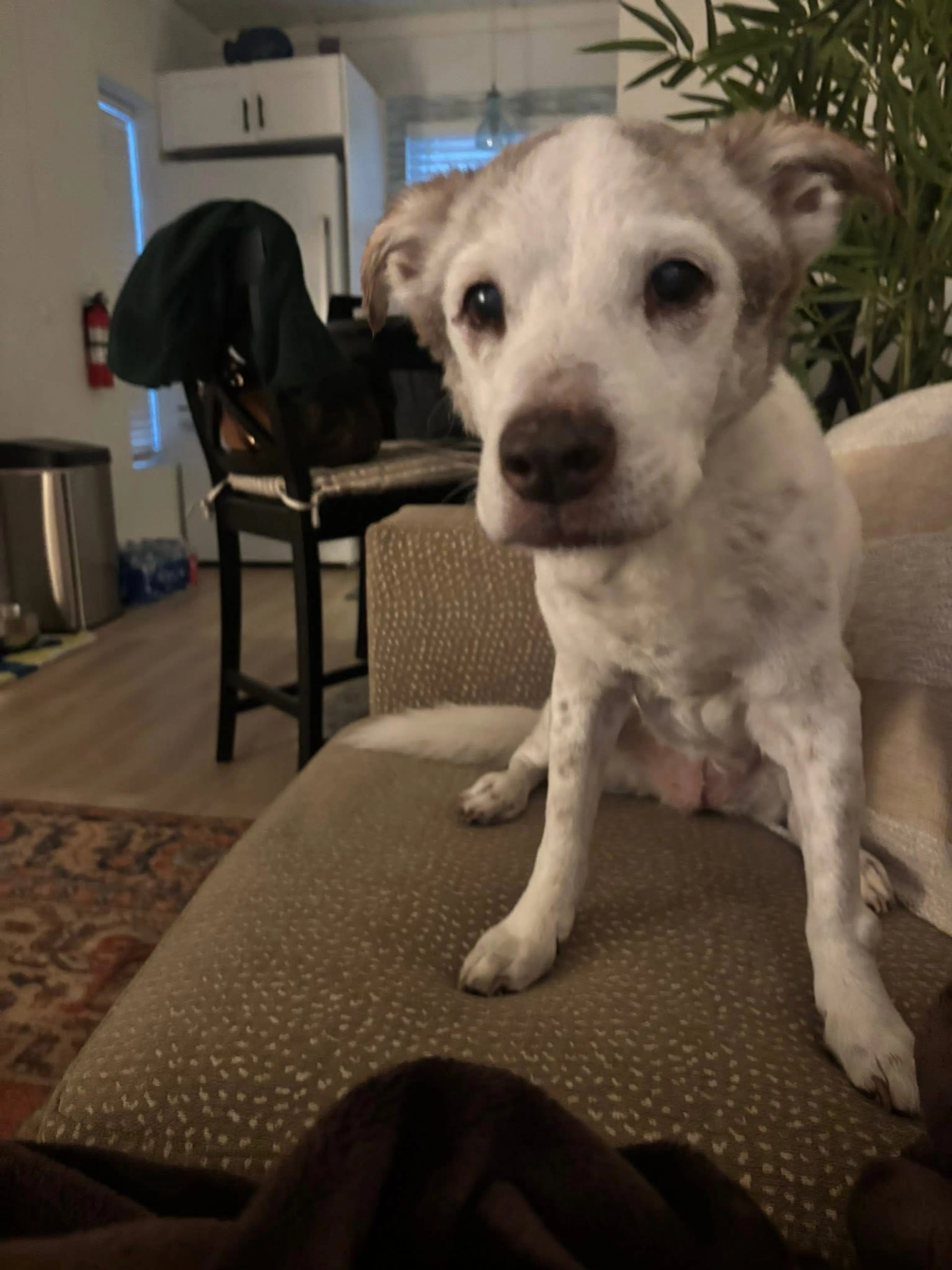 Lost pet-0