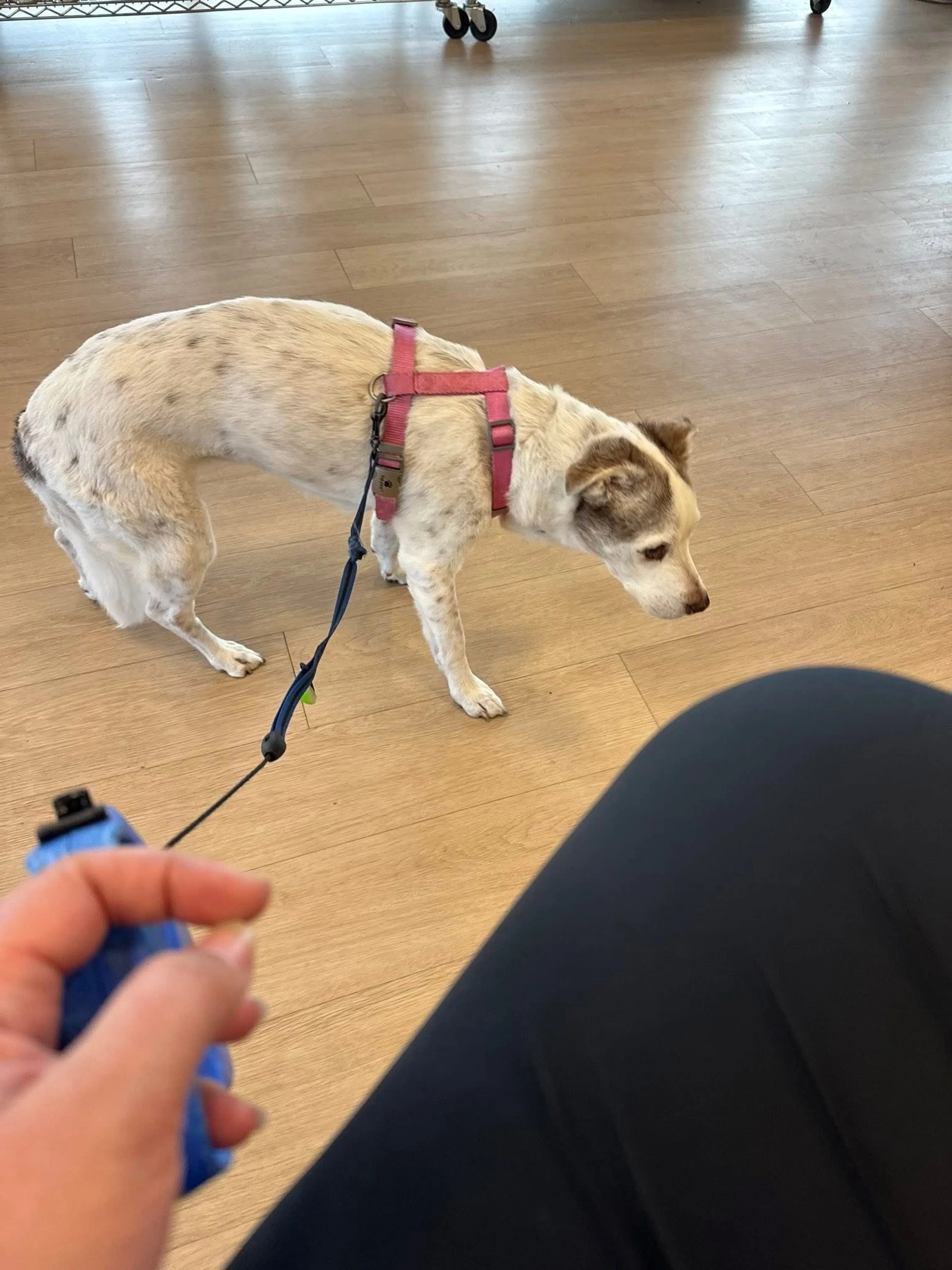 Lost pet-1