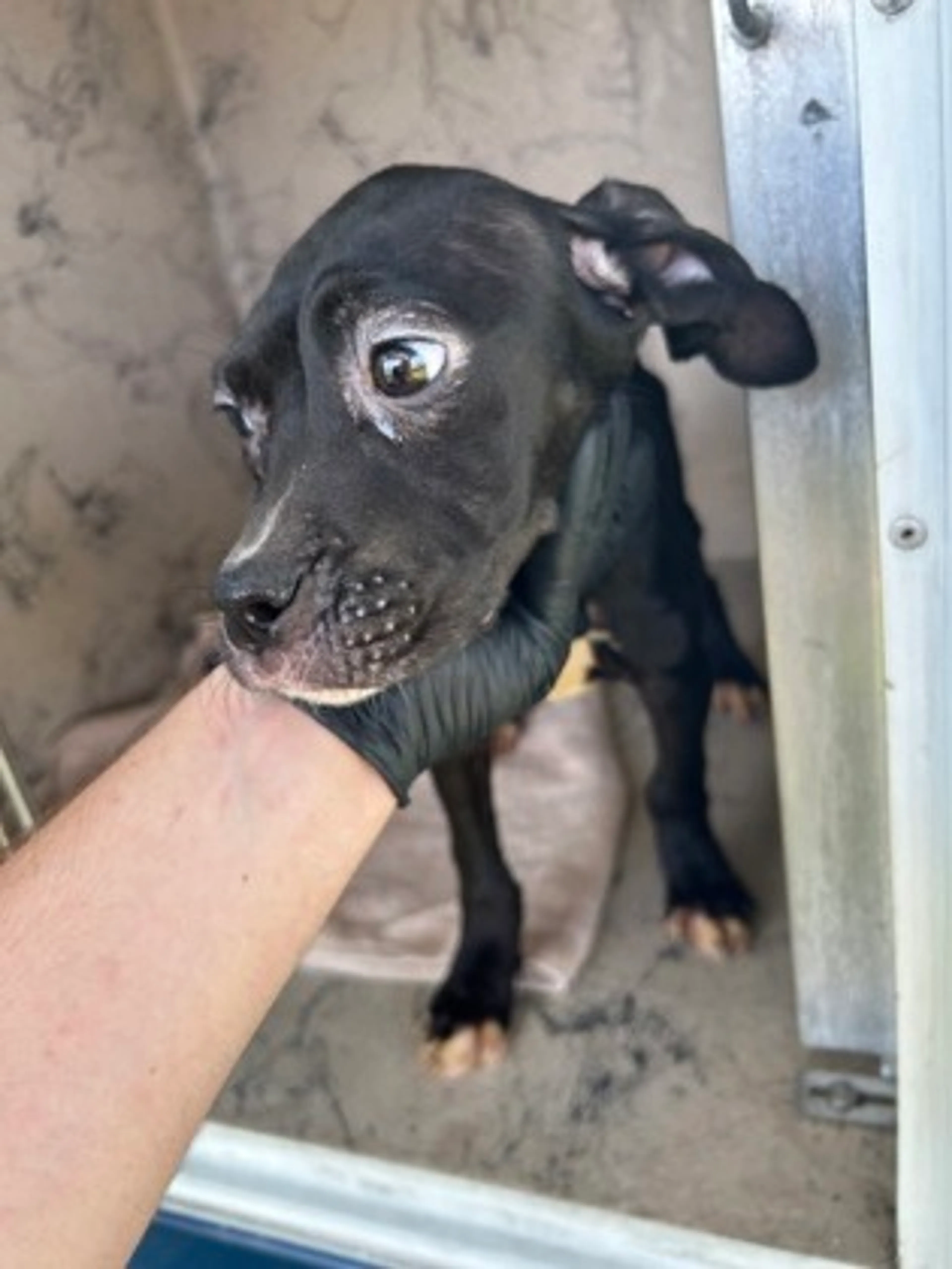Found pet