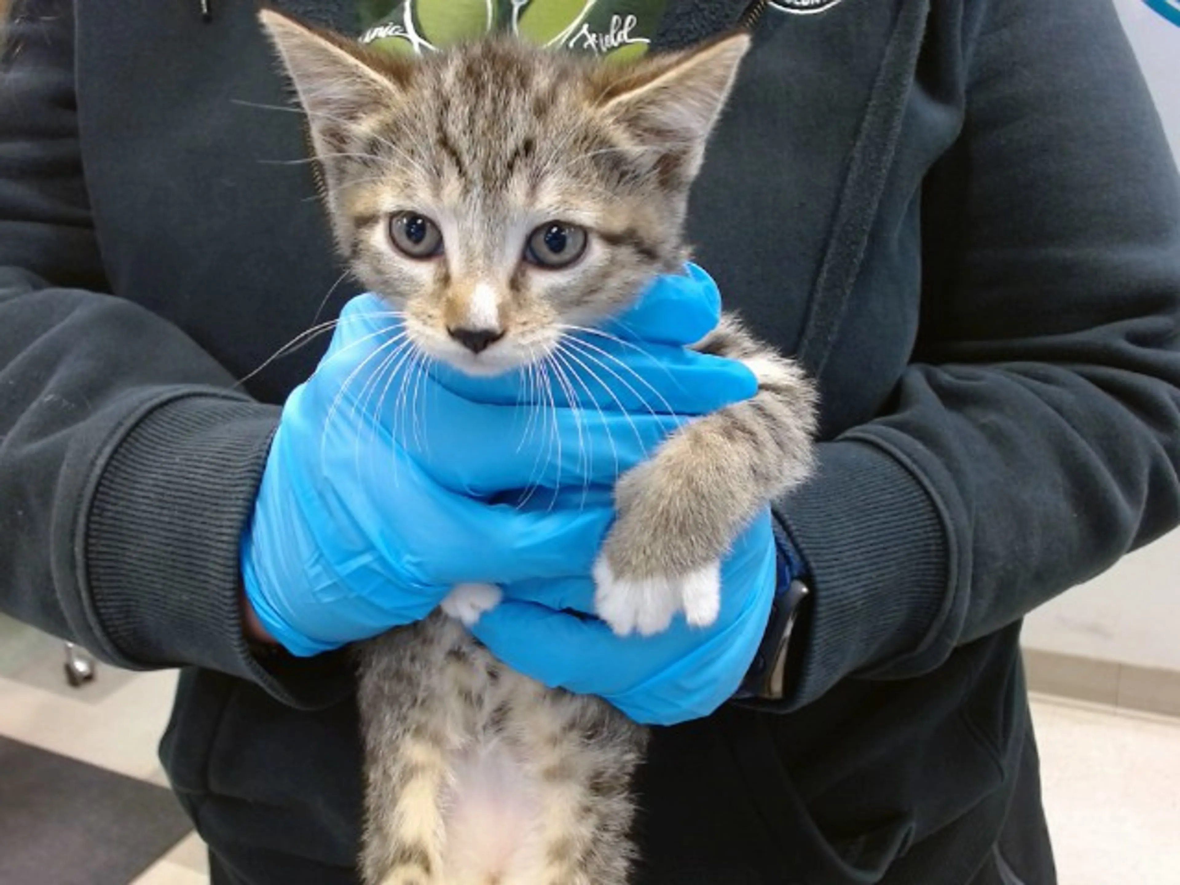 Found pet
