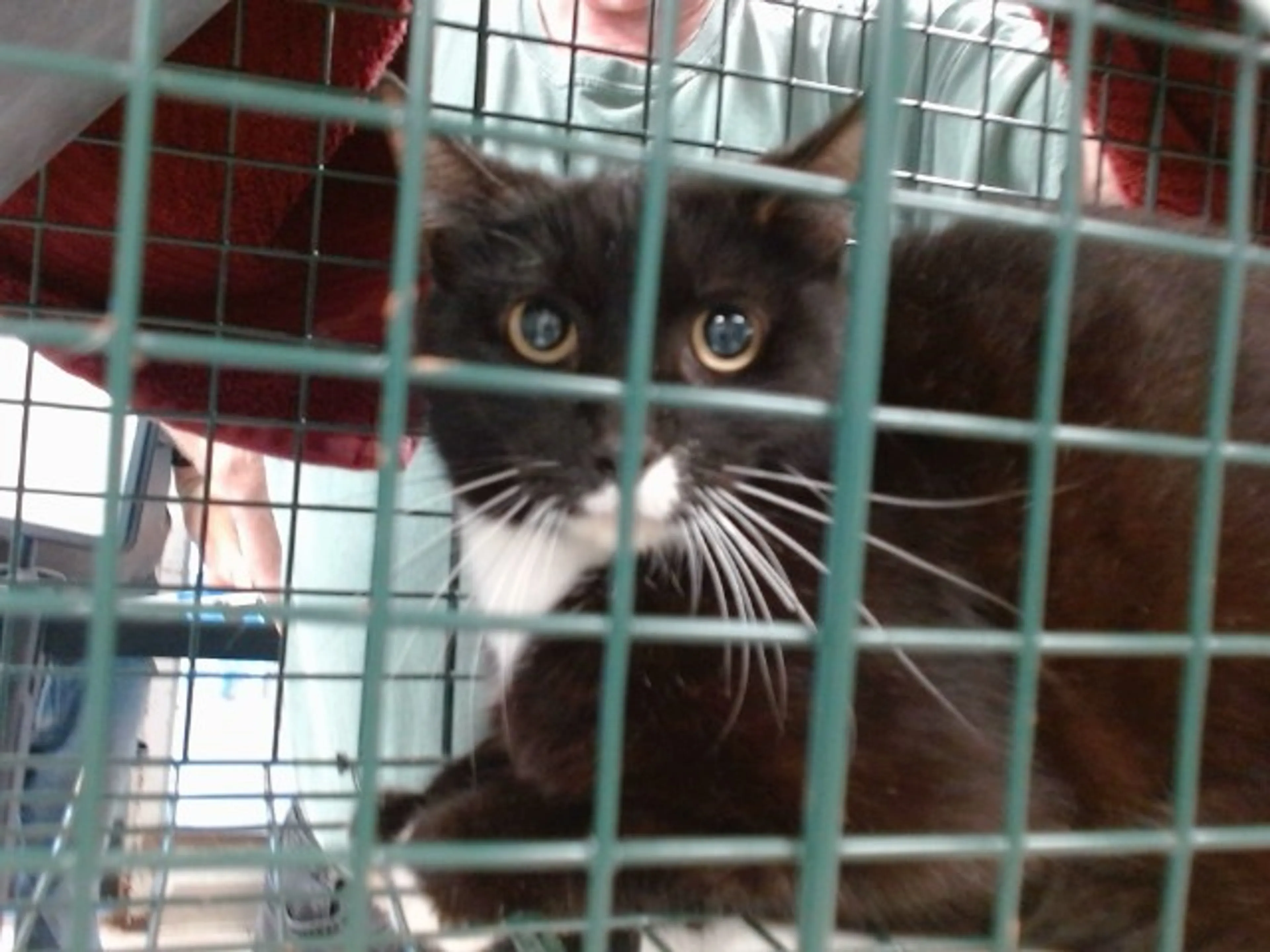 Found pet