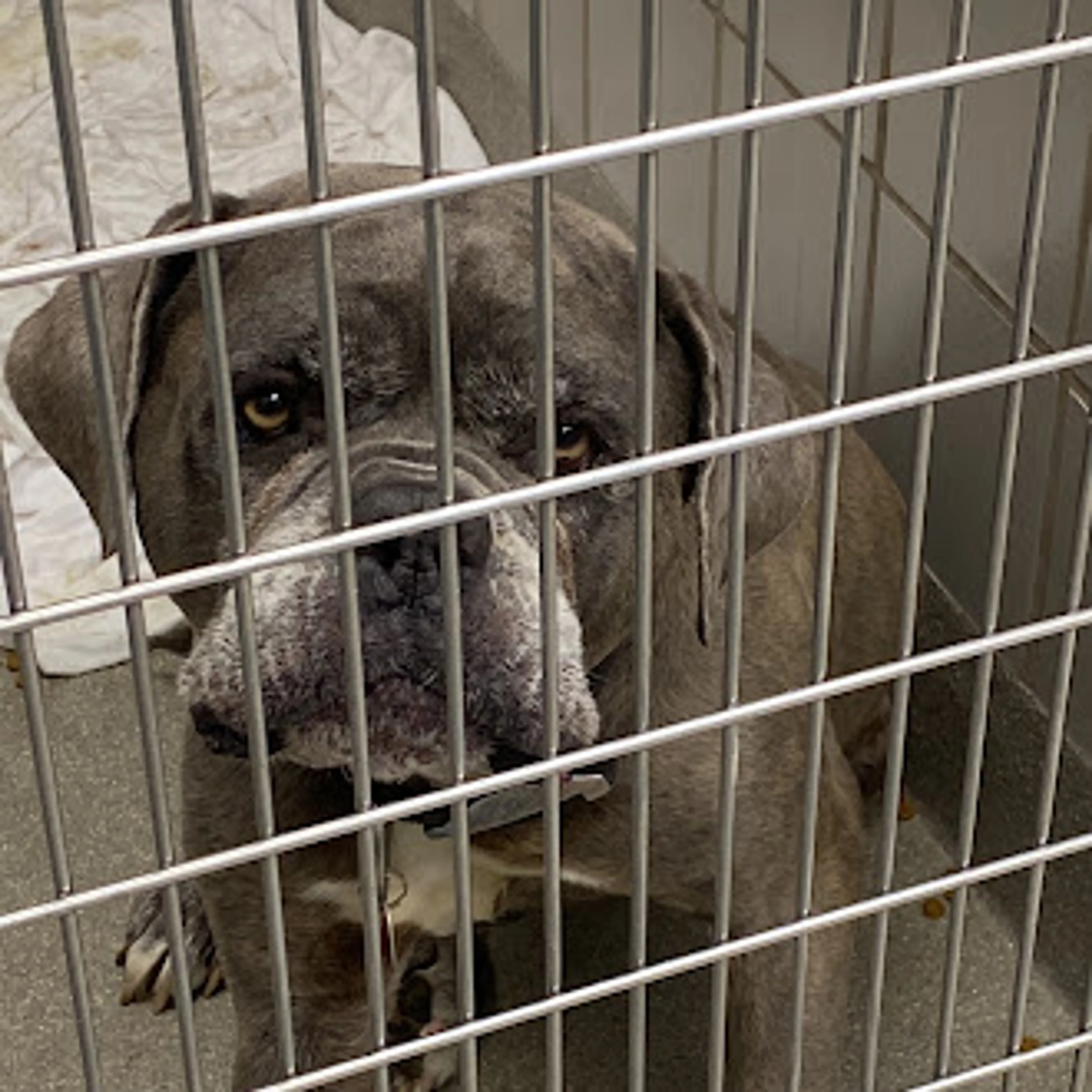 Found pet