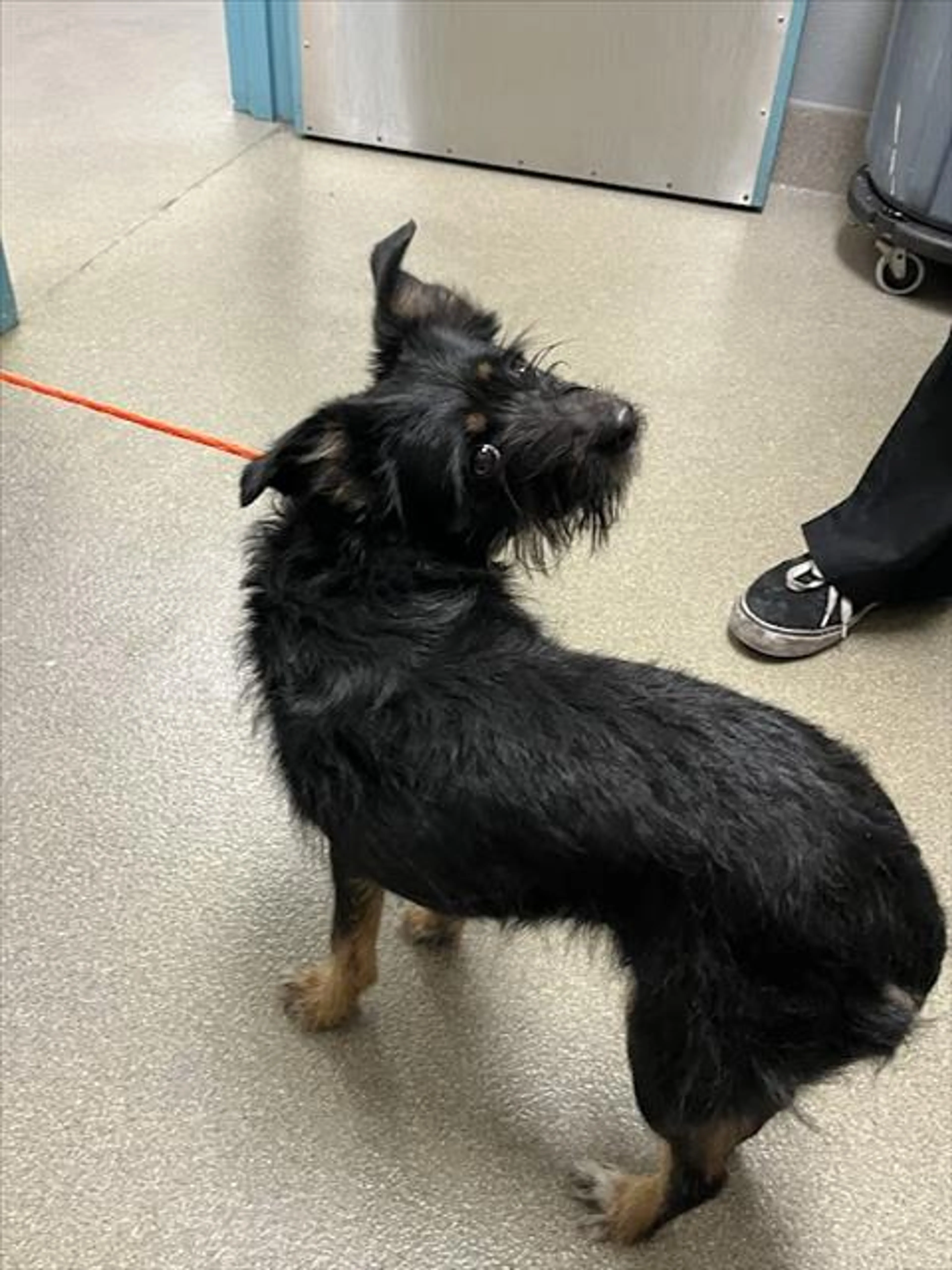Found pet