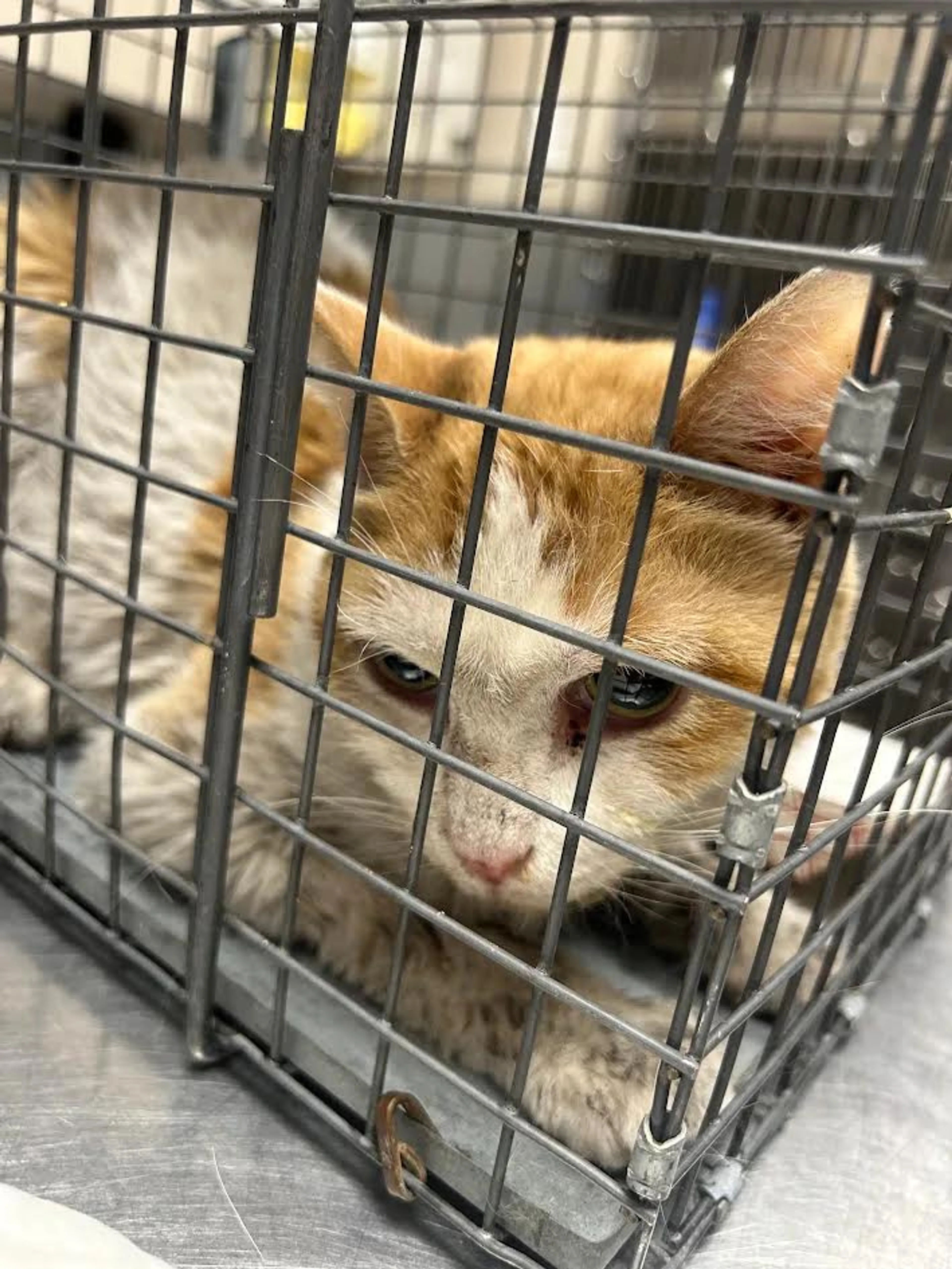 Found pet