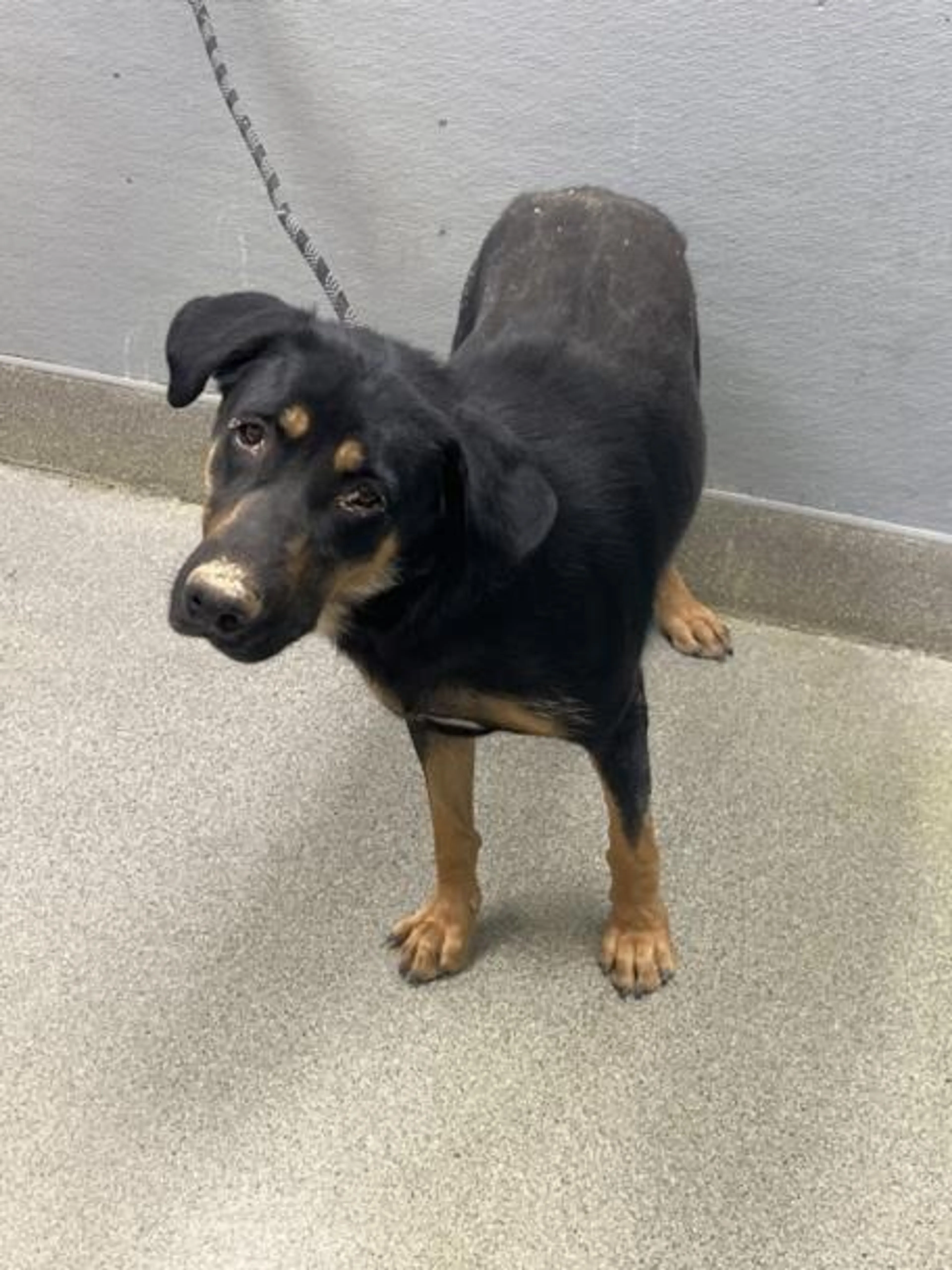 Found pet
