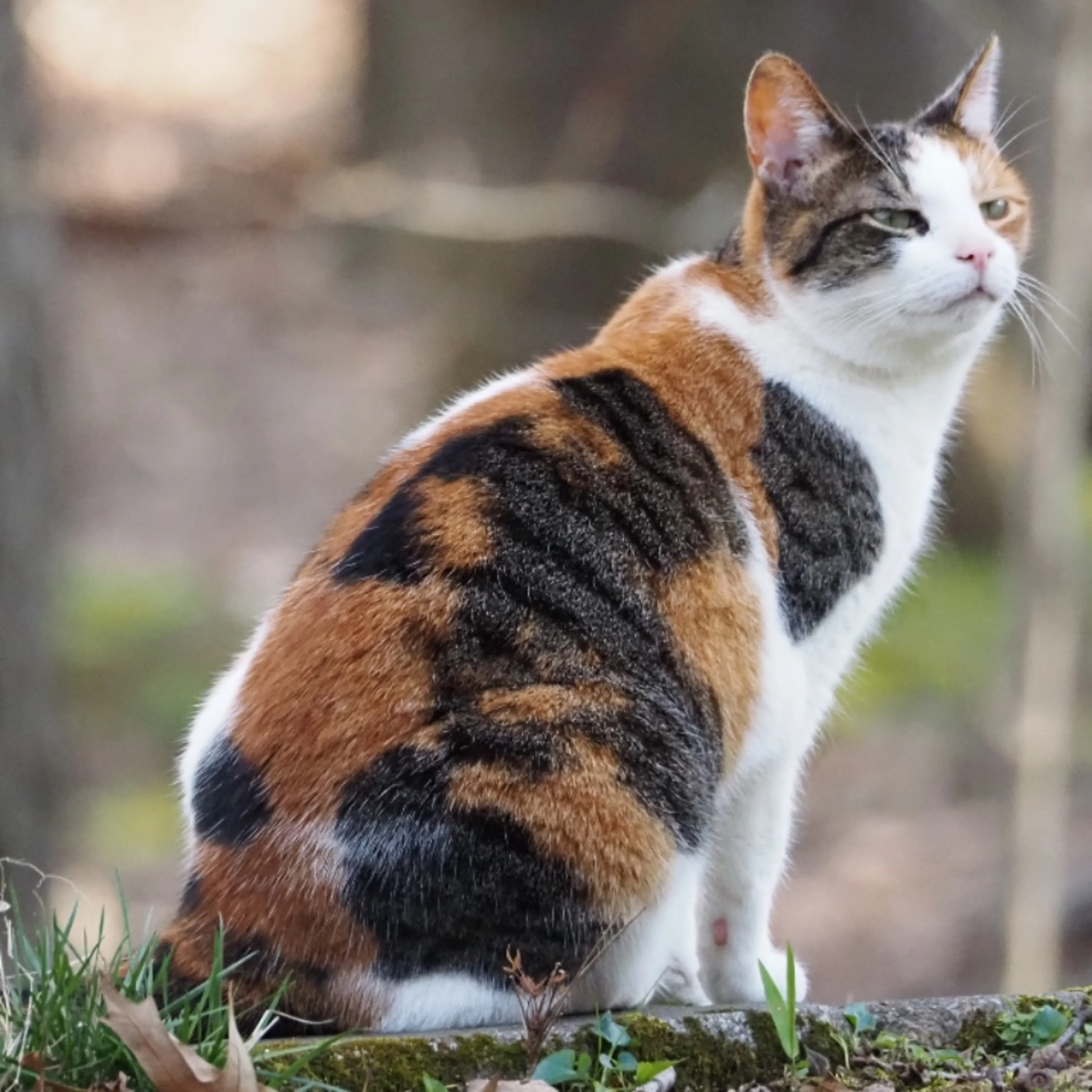 Lost pet-0