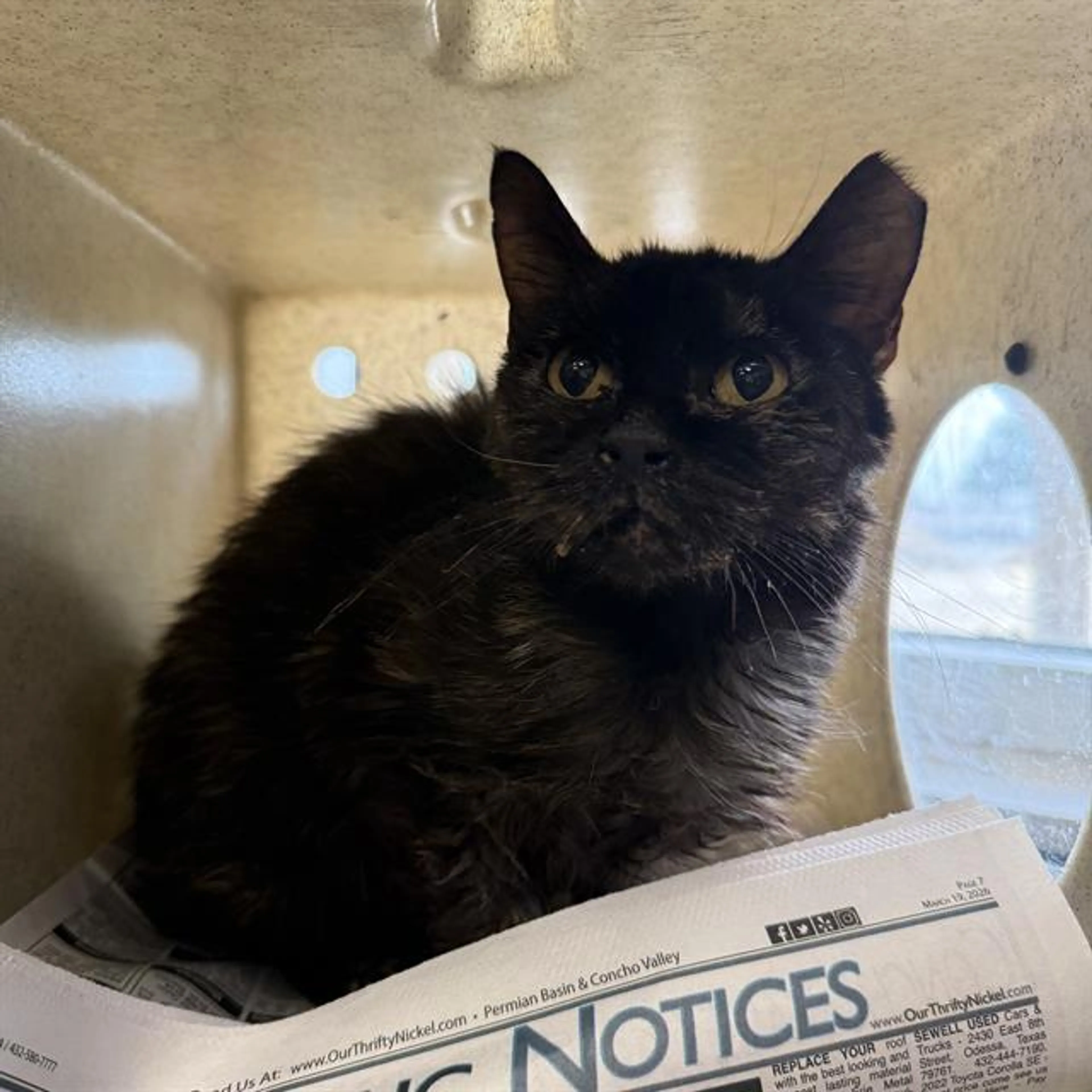 Found pet