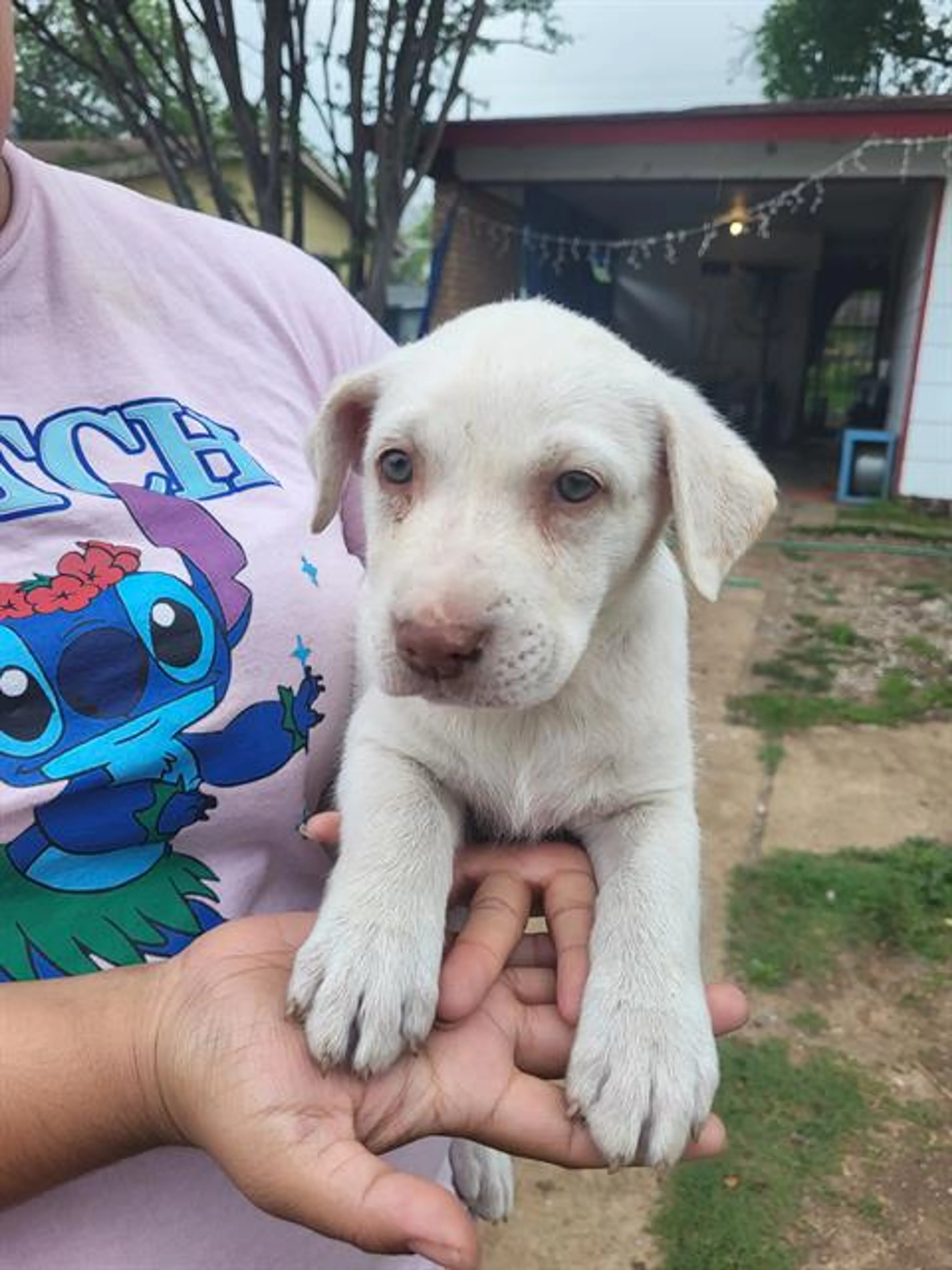 Found pet