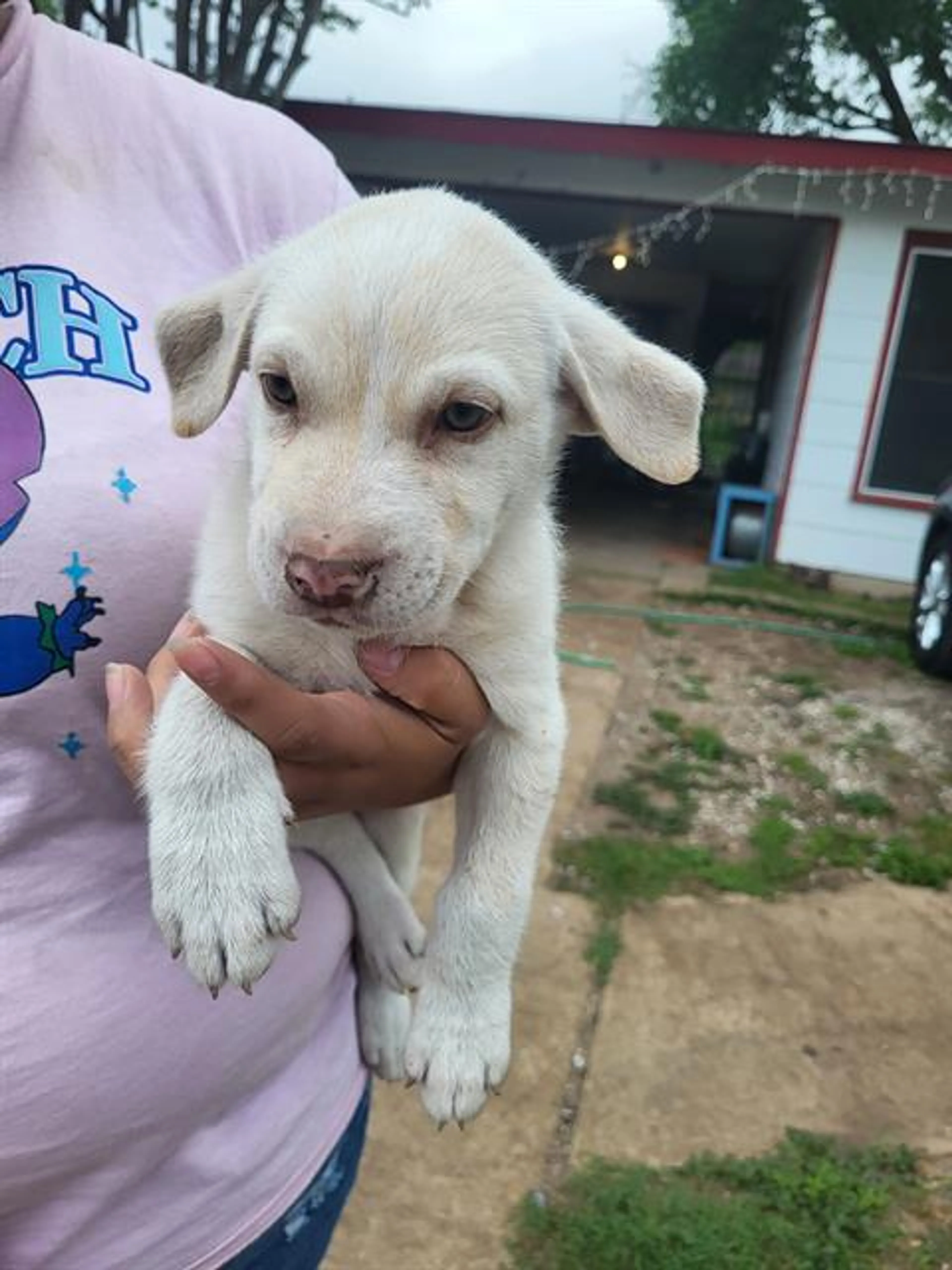 Found pet