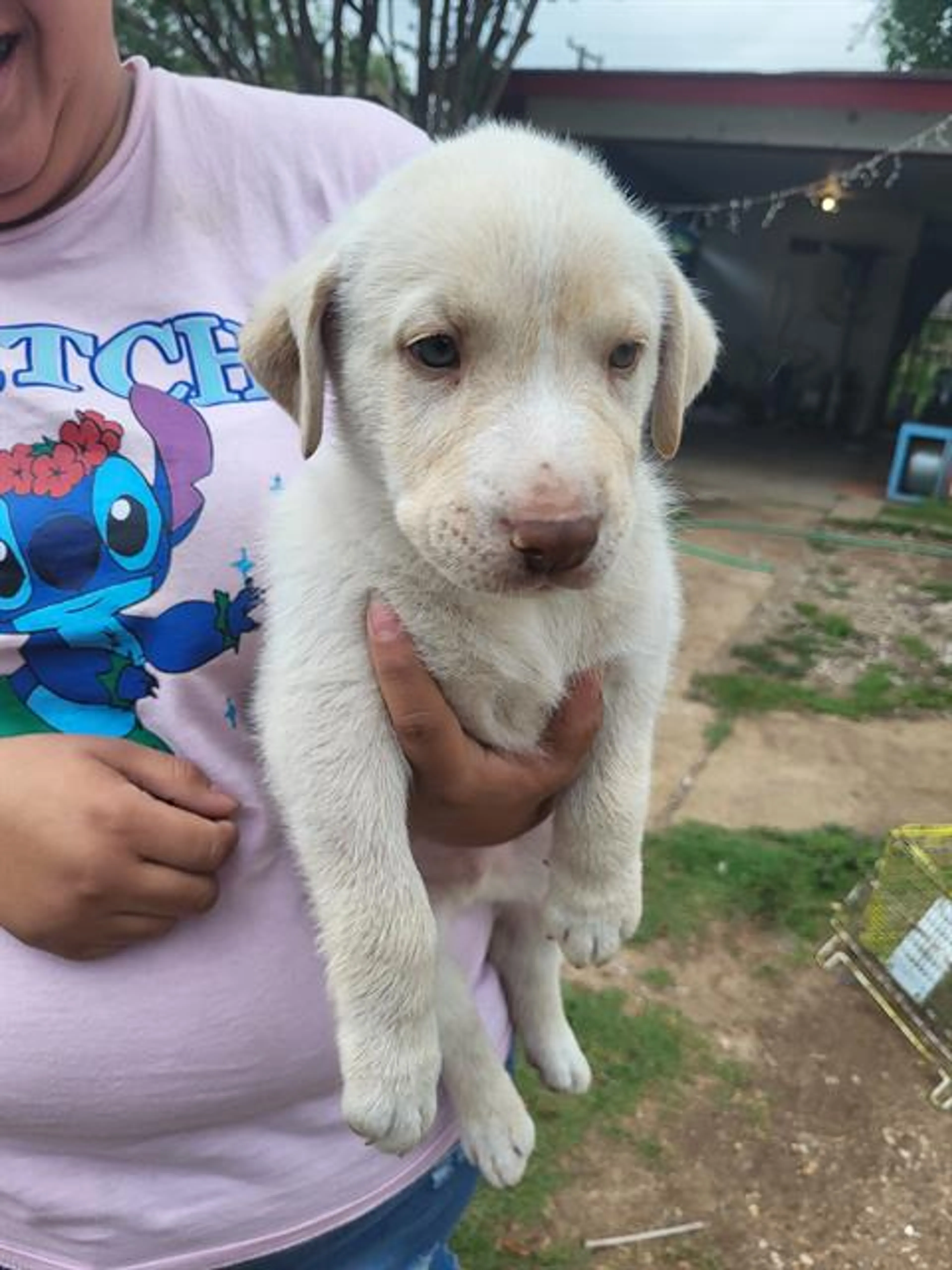 Found pet
