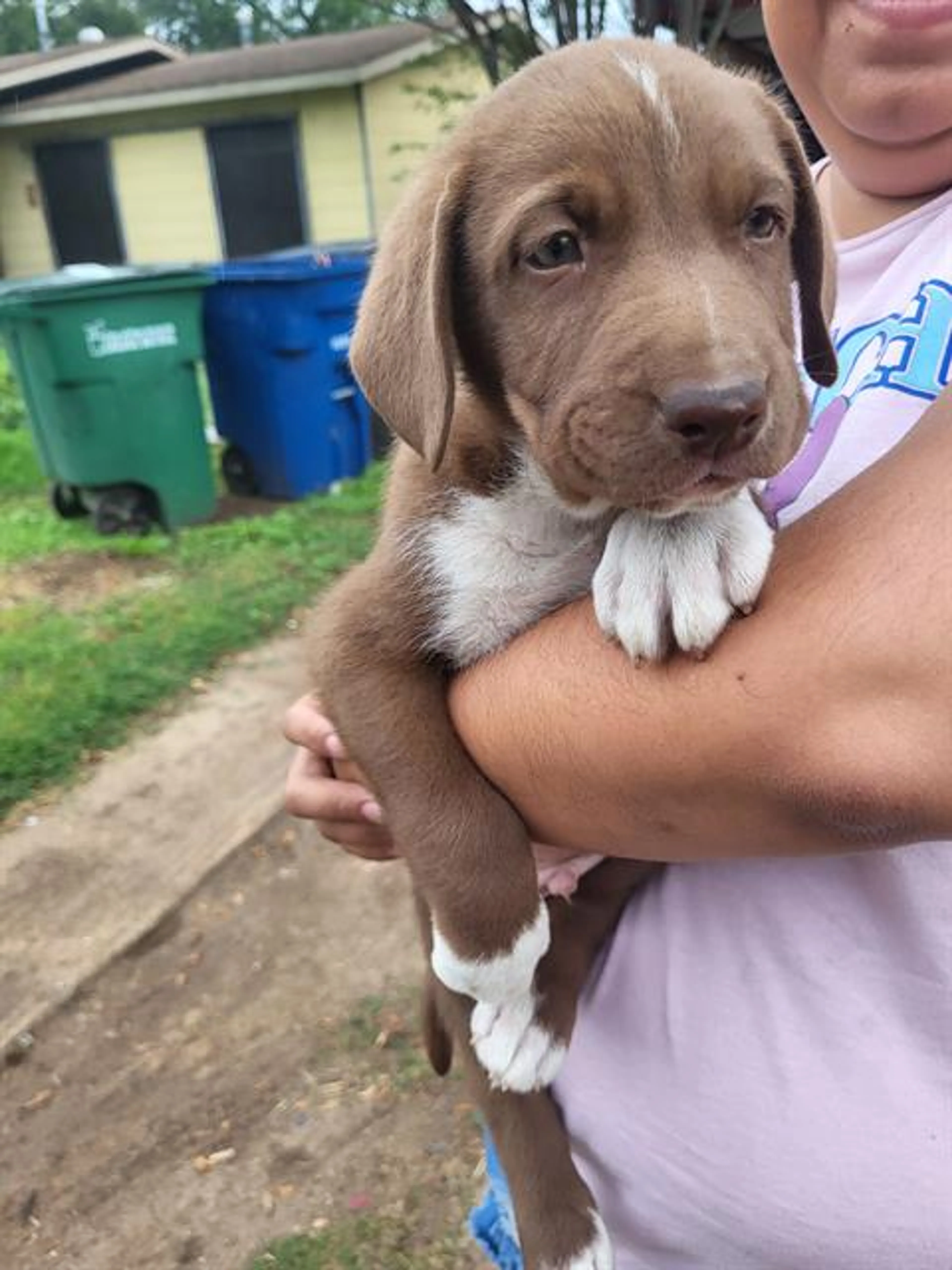 Found pet