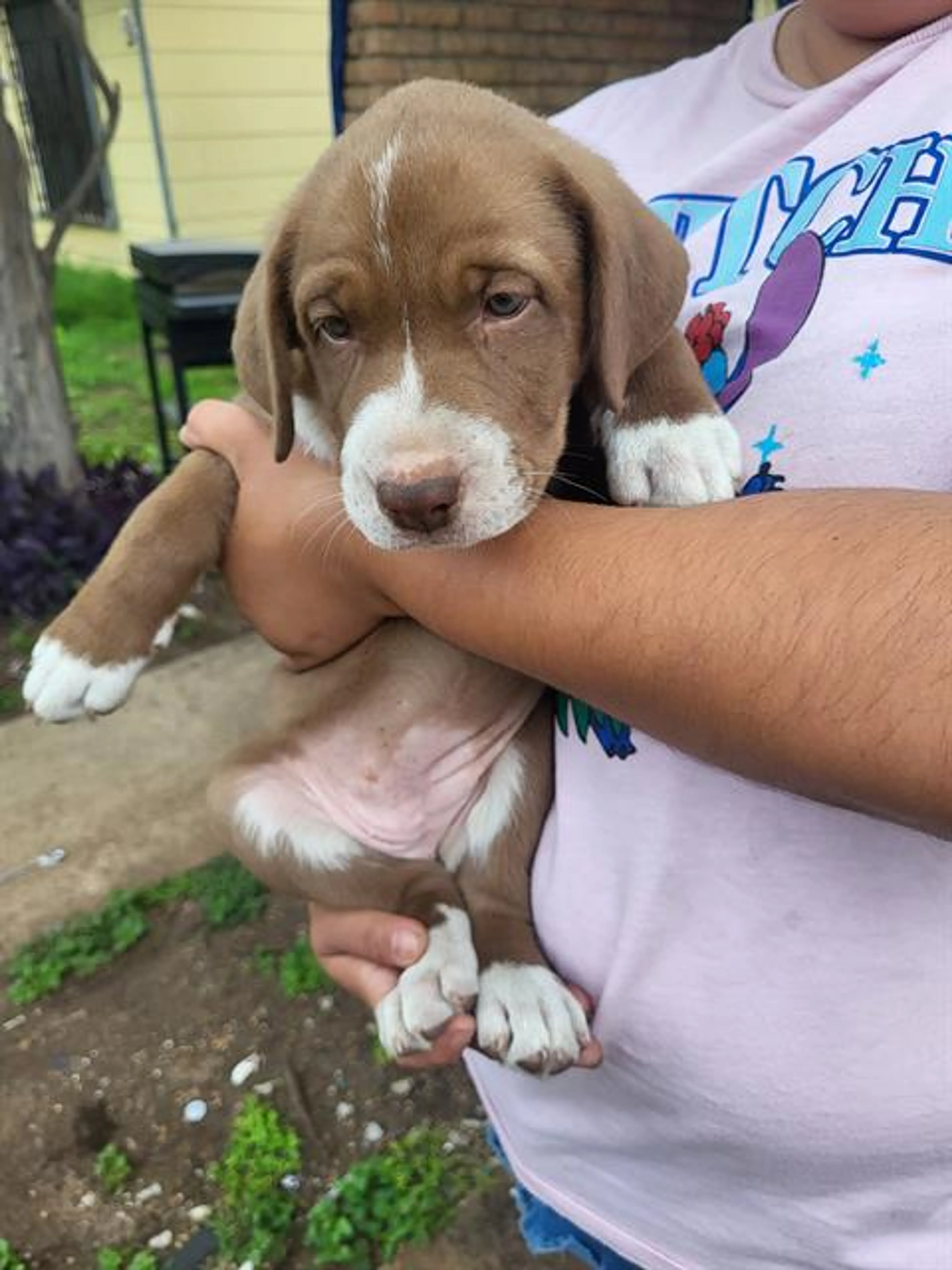 Found pet