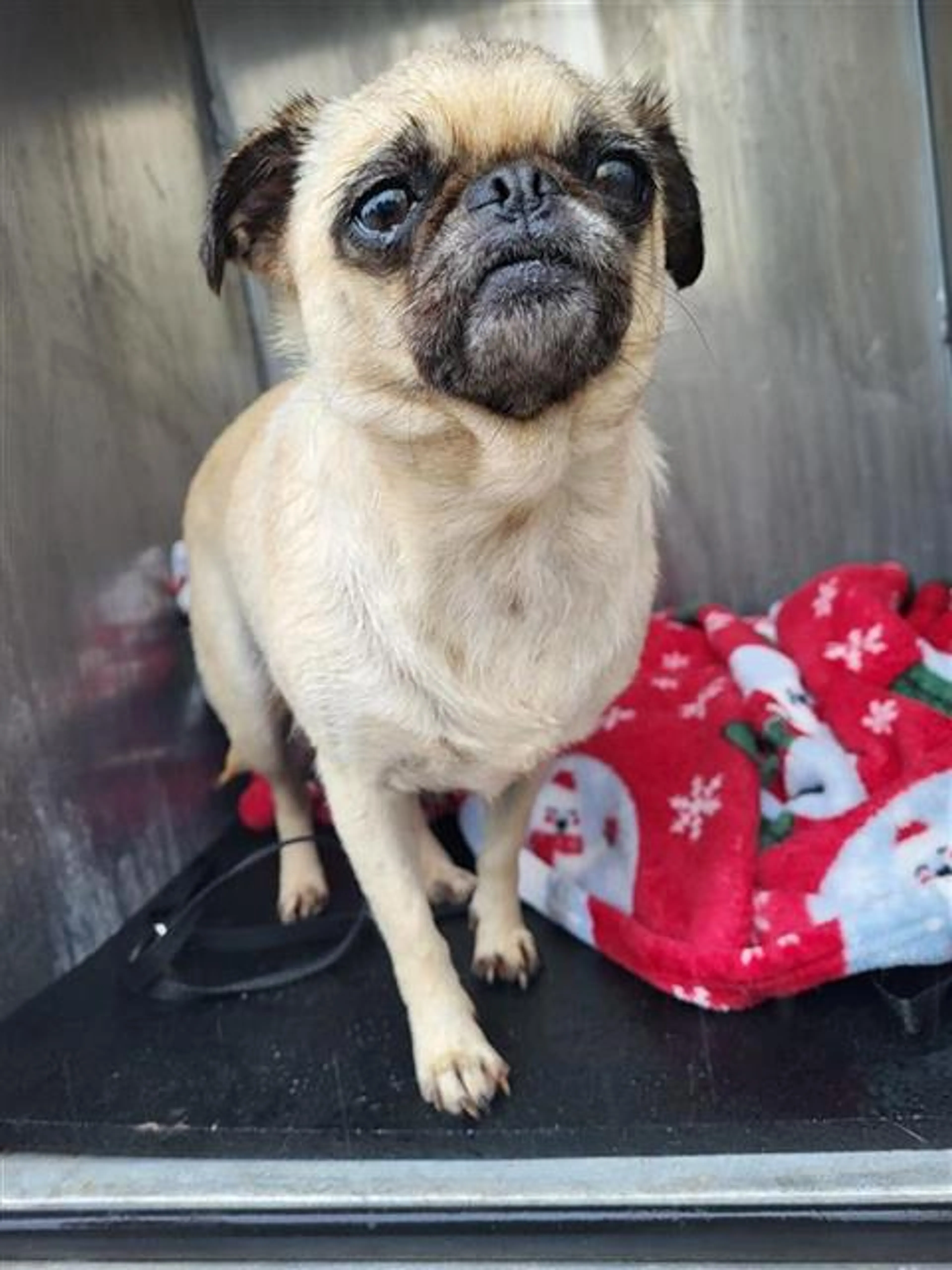 Found pet