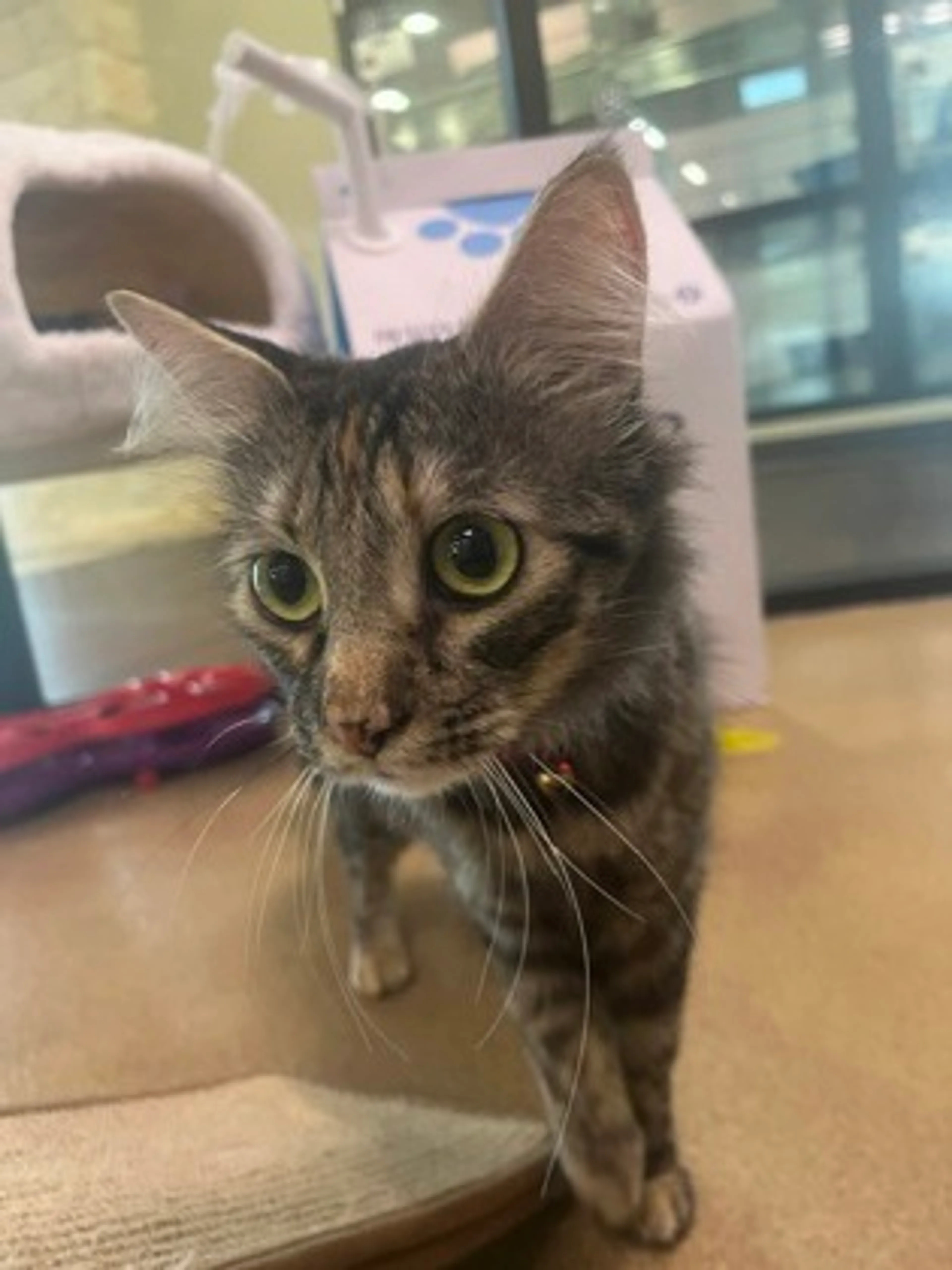 Found pet-0