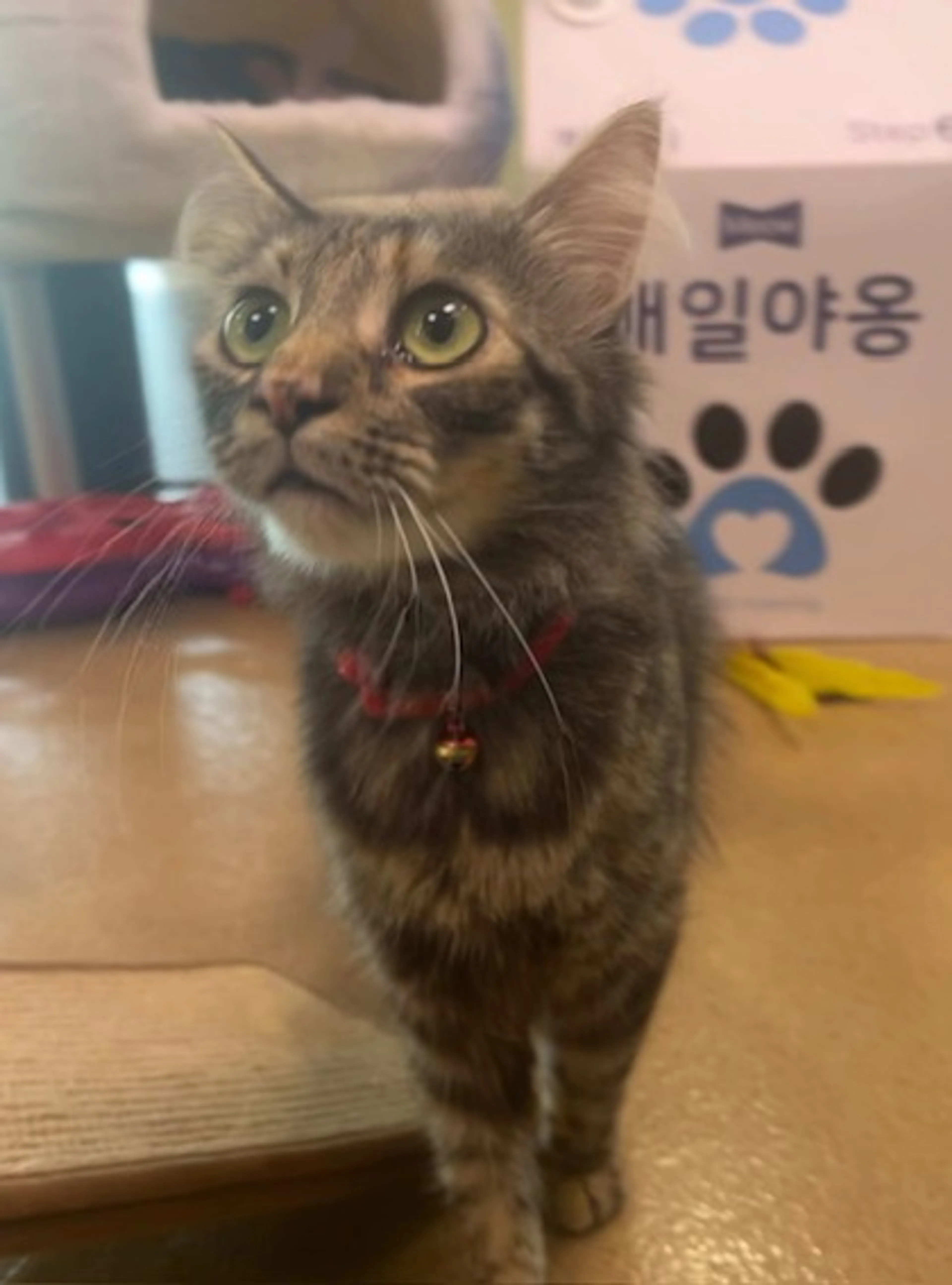 Found pet-1