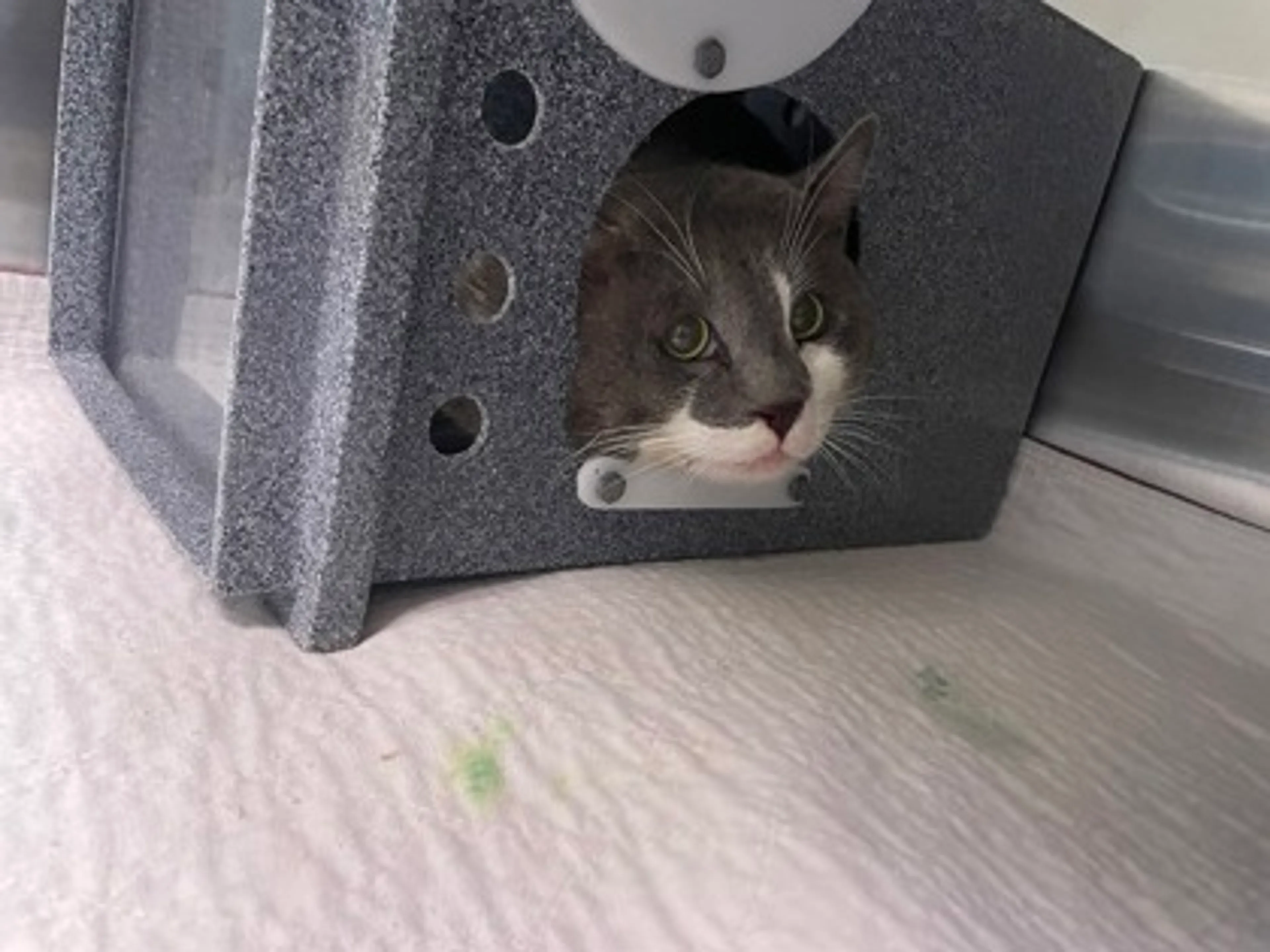 Found pet