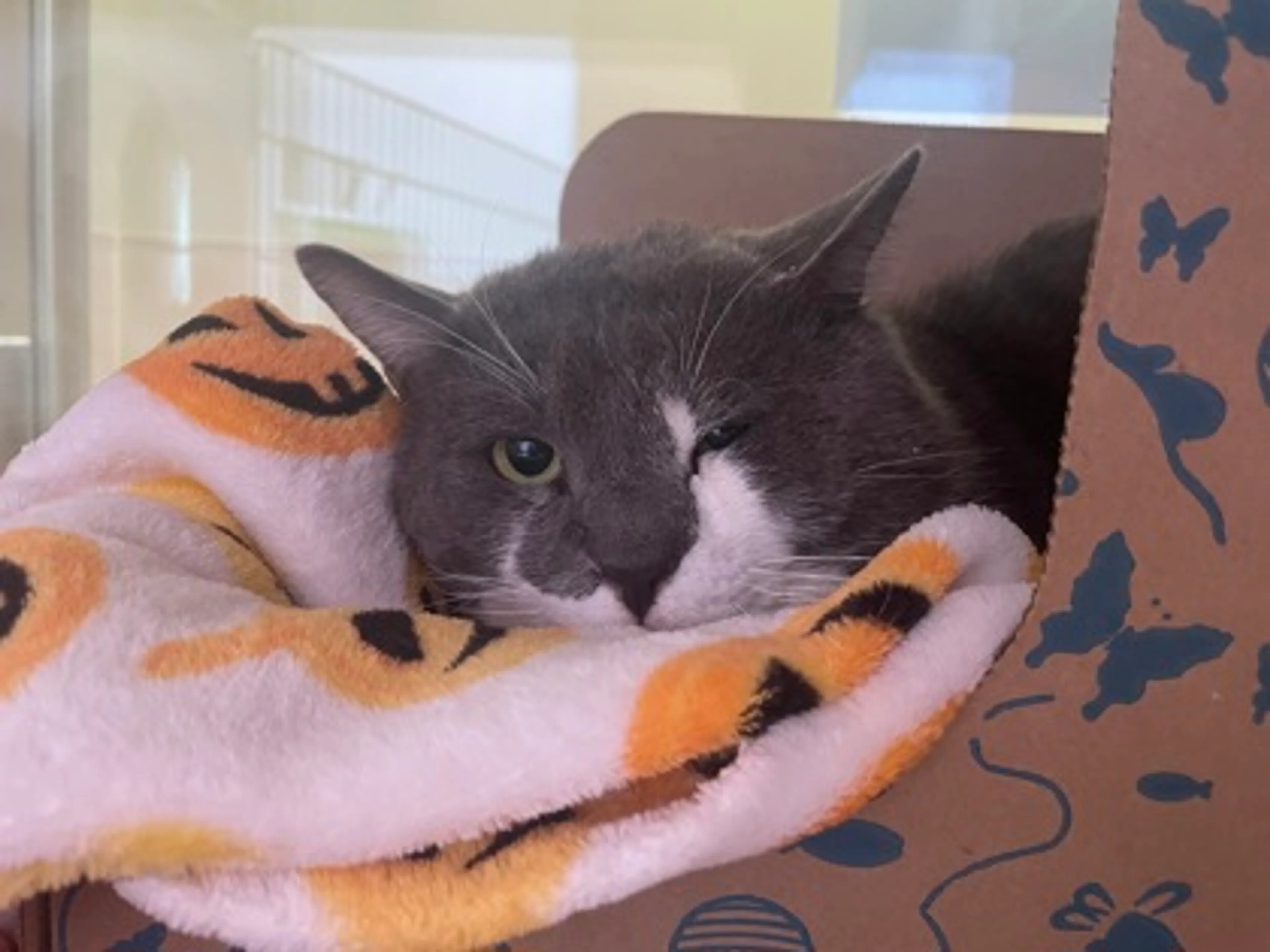 Found pet