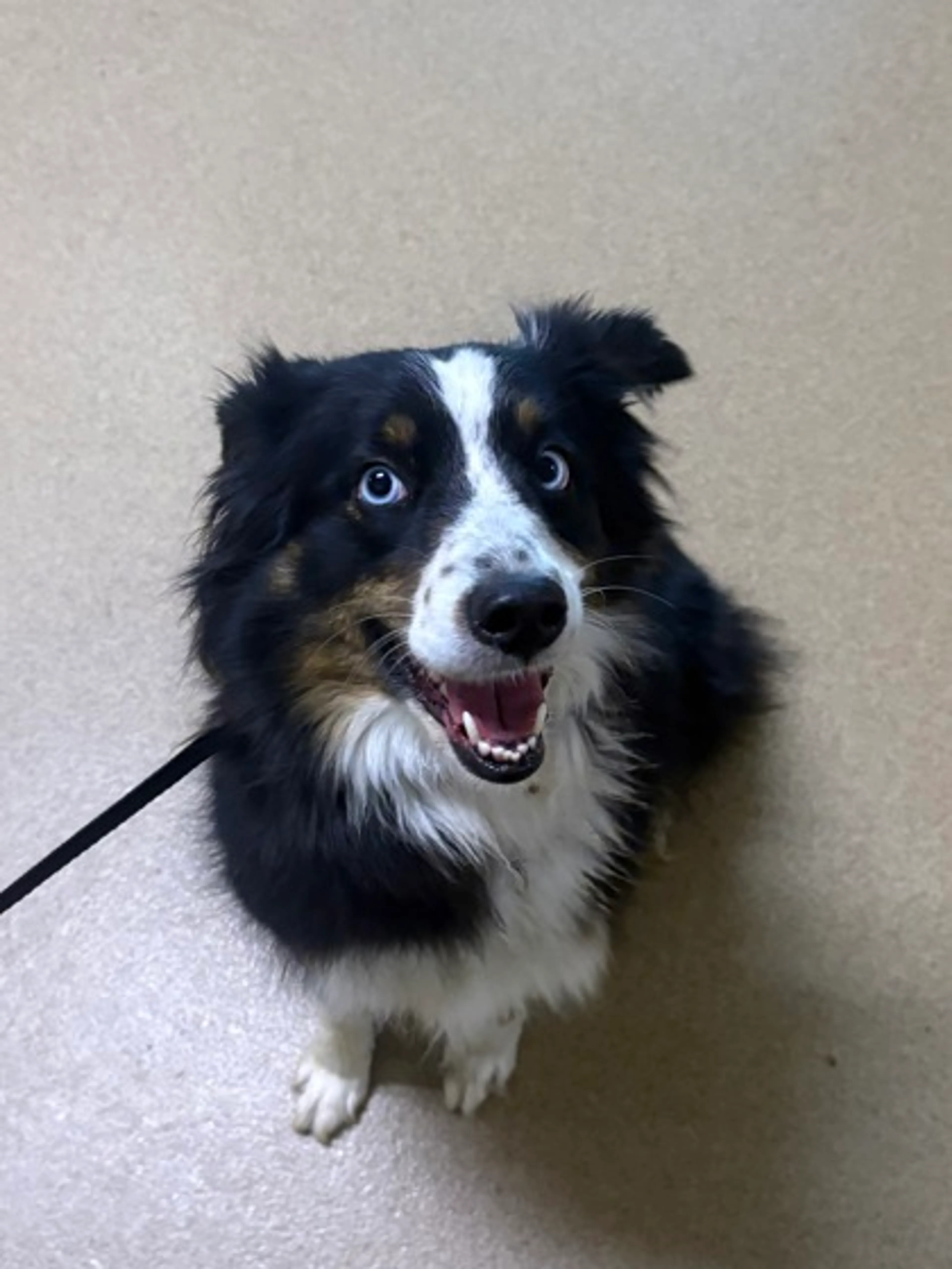 Found pet