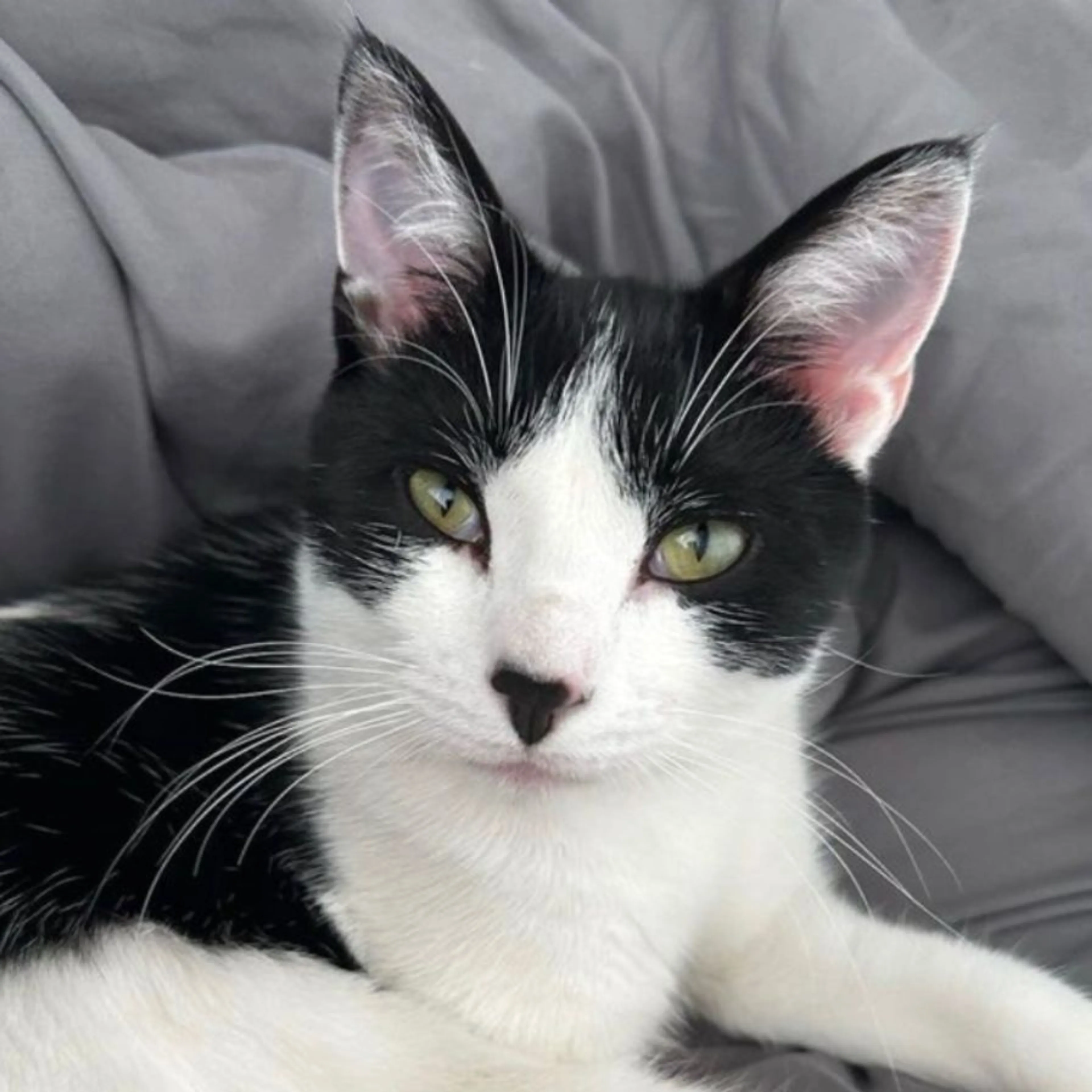 Lost pet