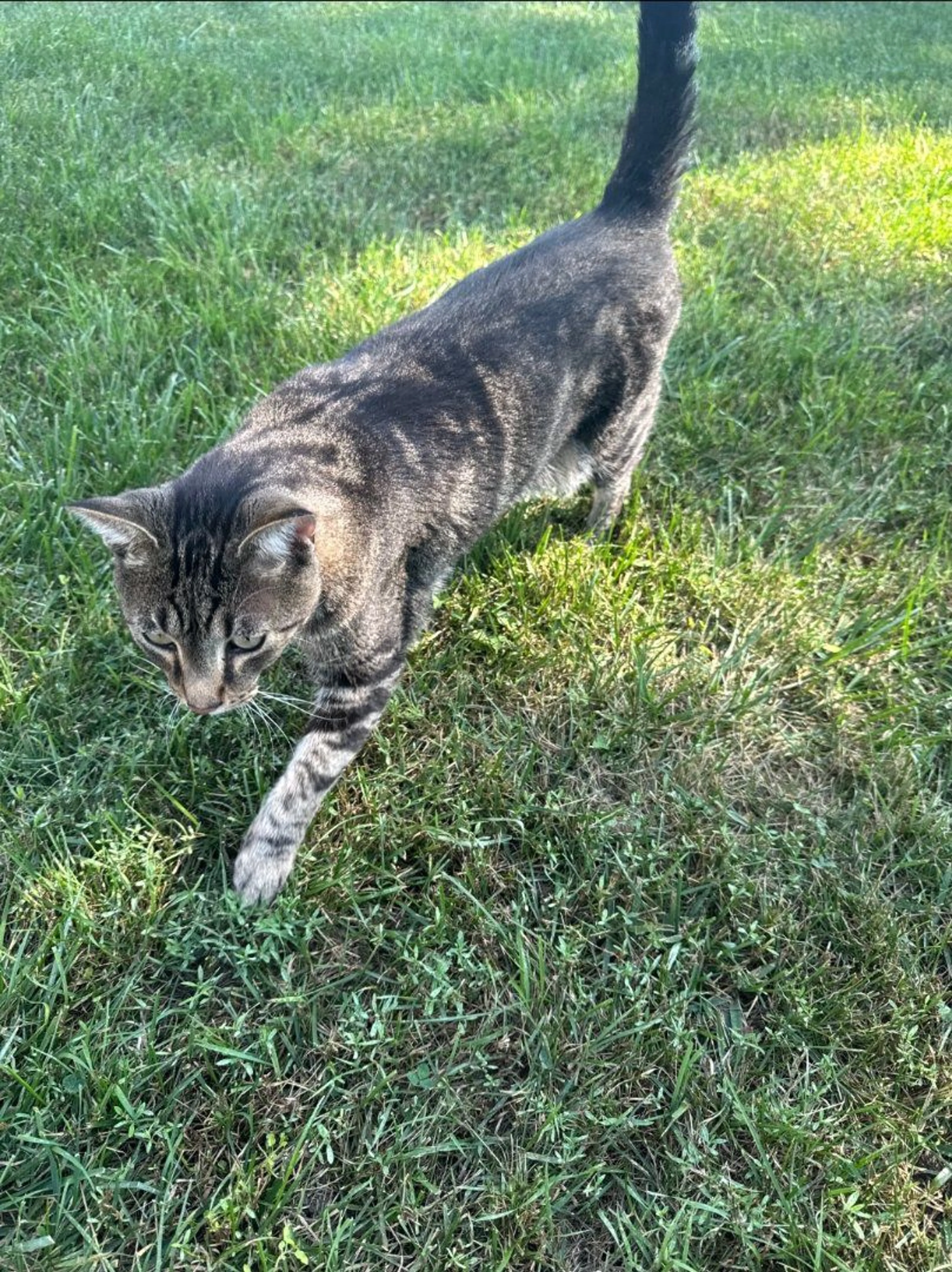 Lost pet-0