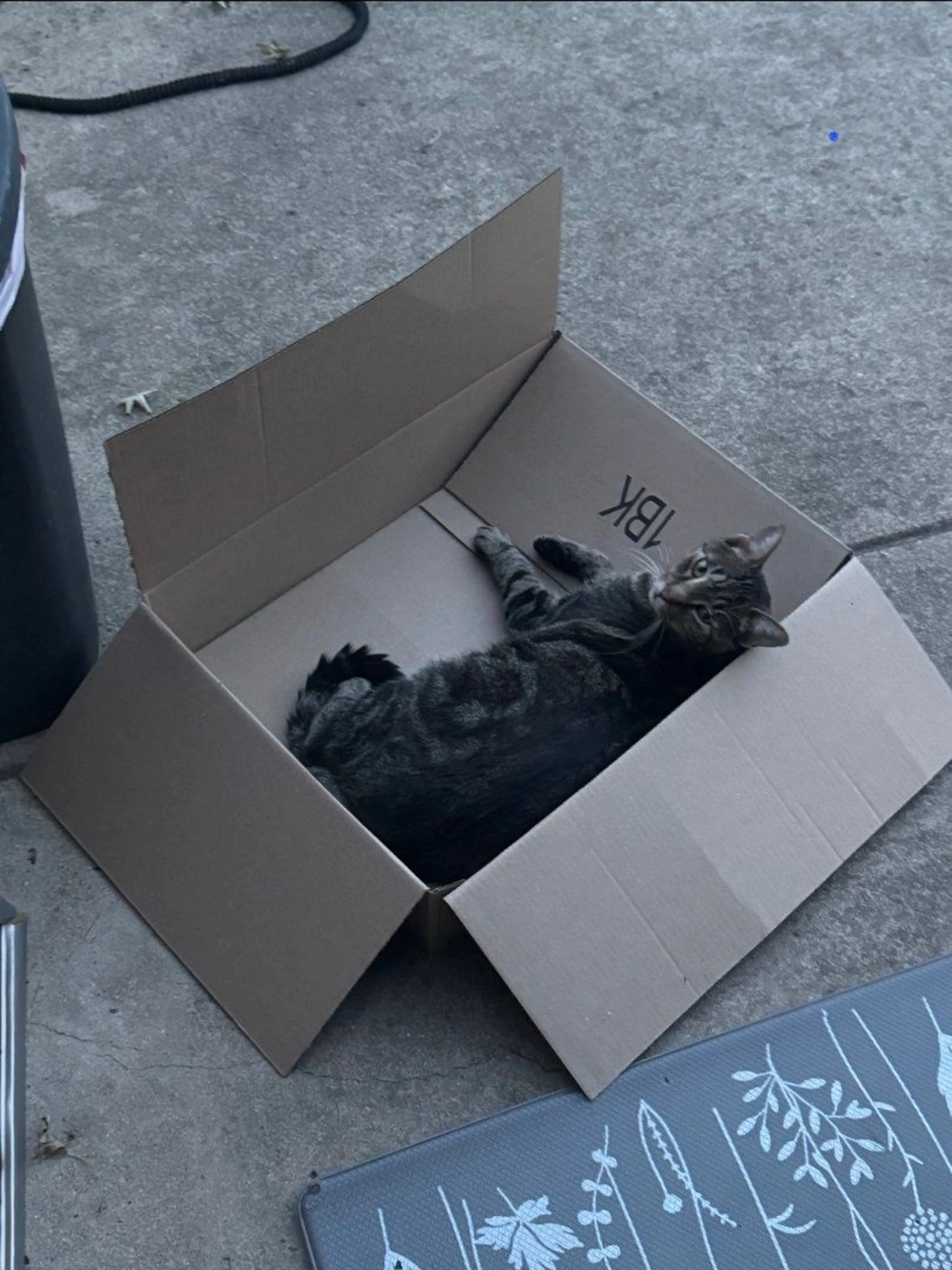 Lost pet-1