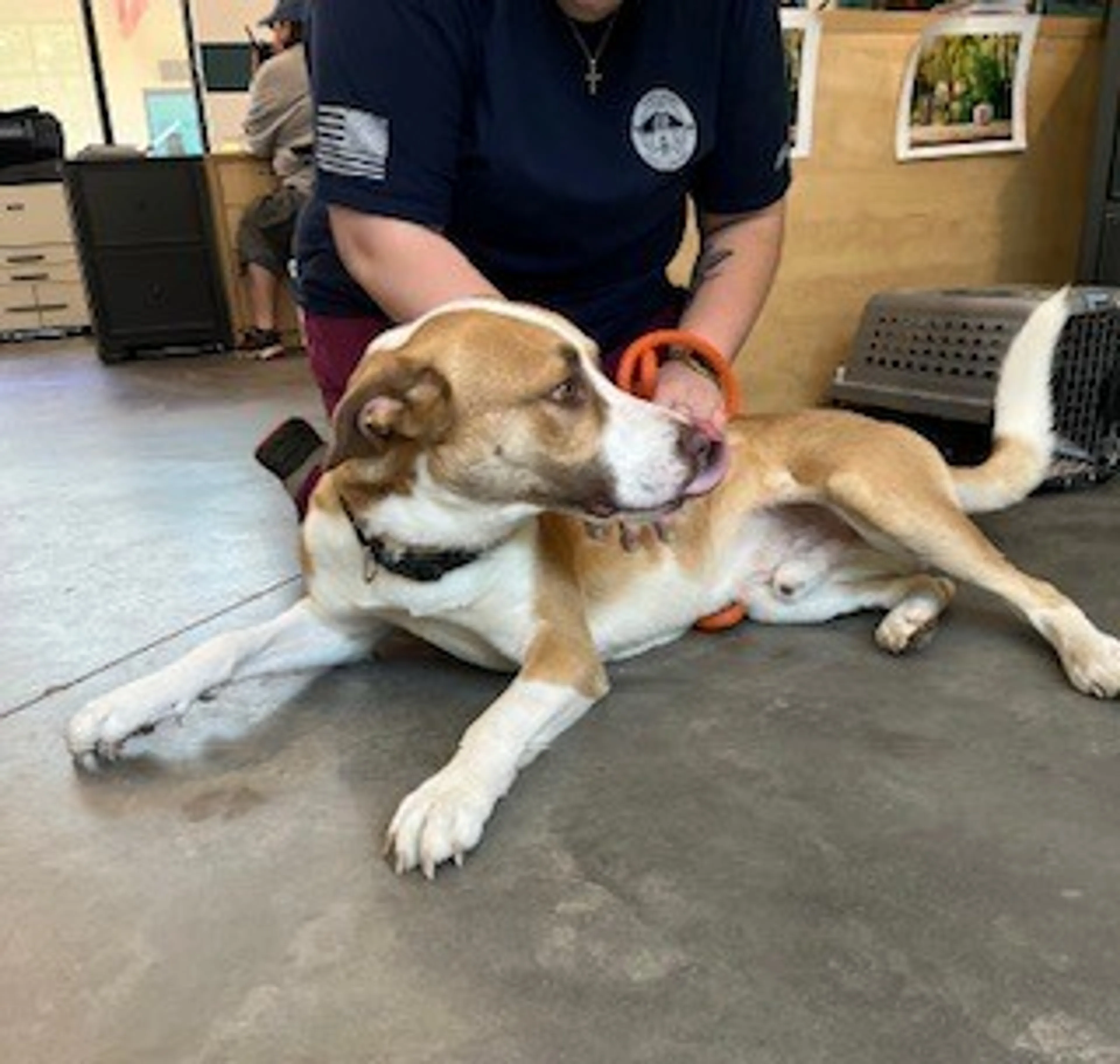 Found pet-1