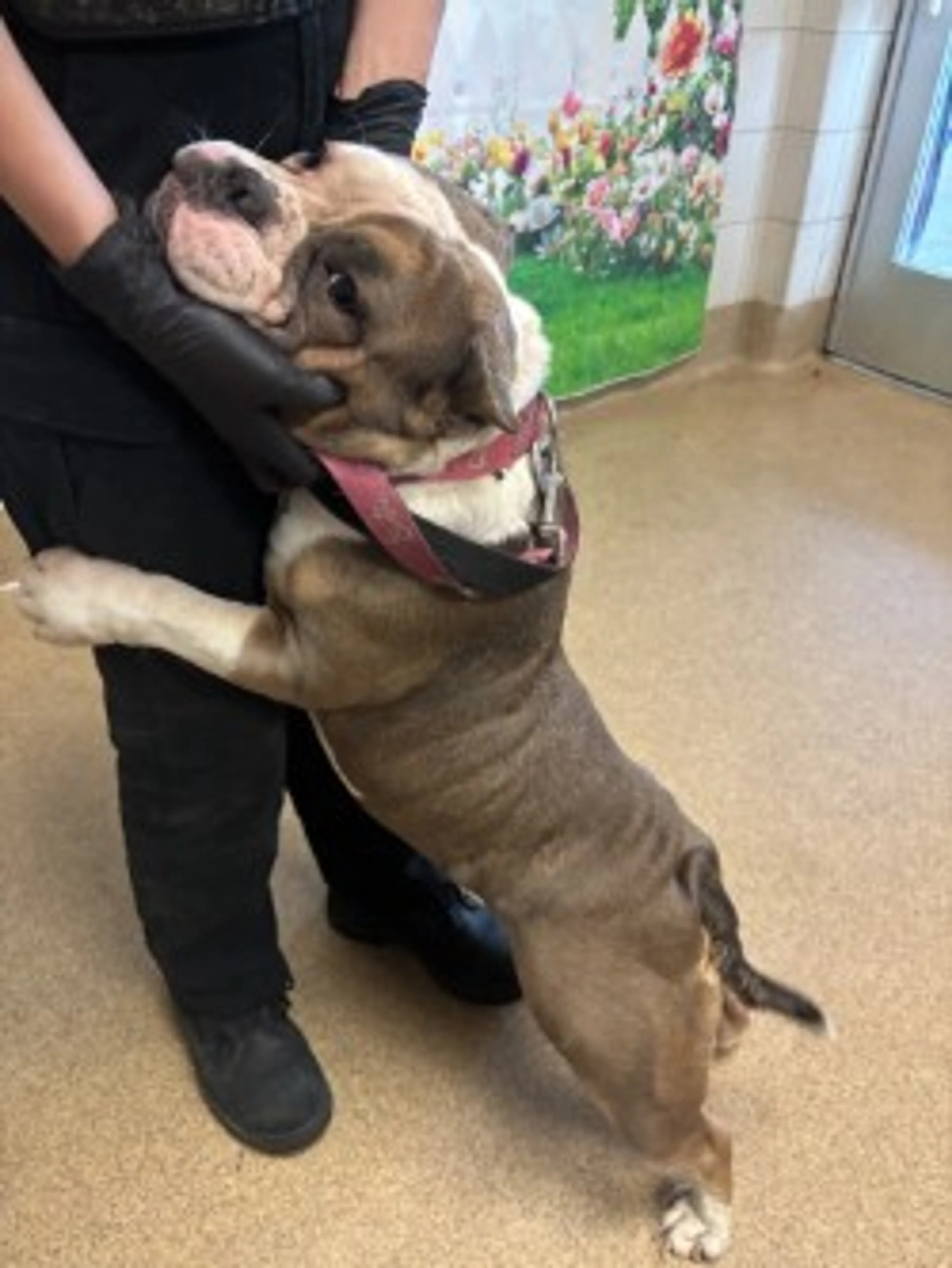 Found pet-2